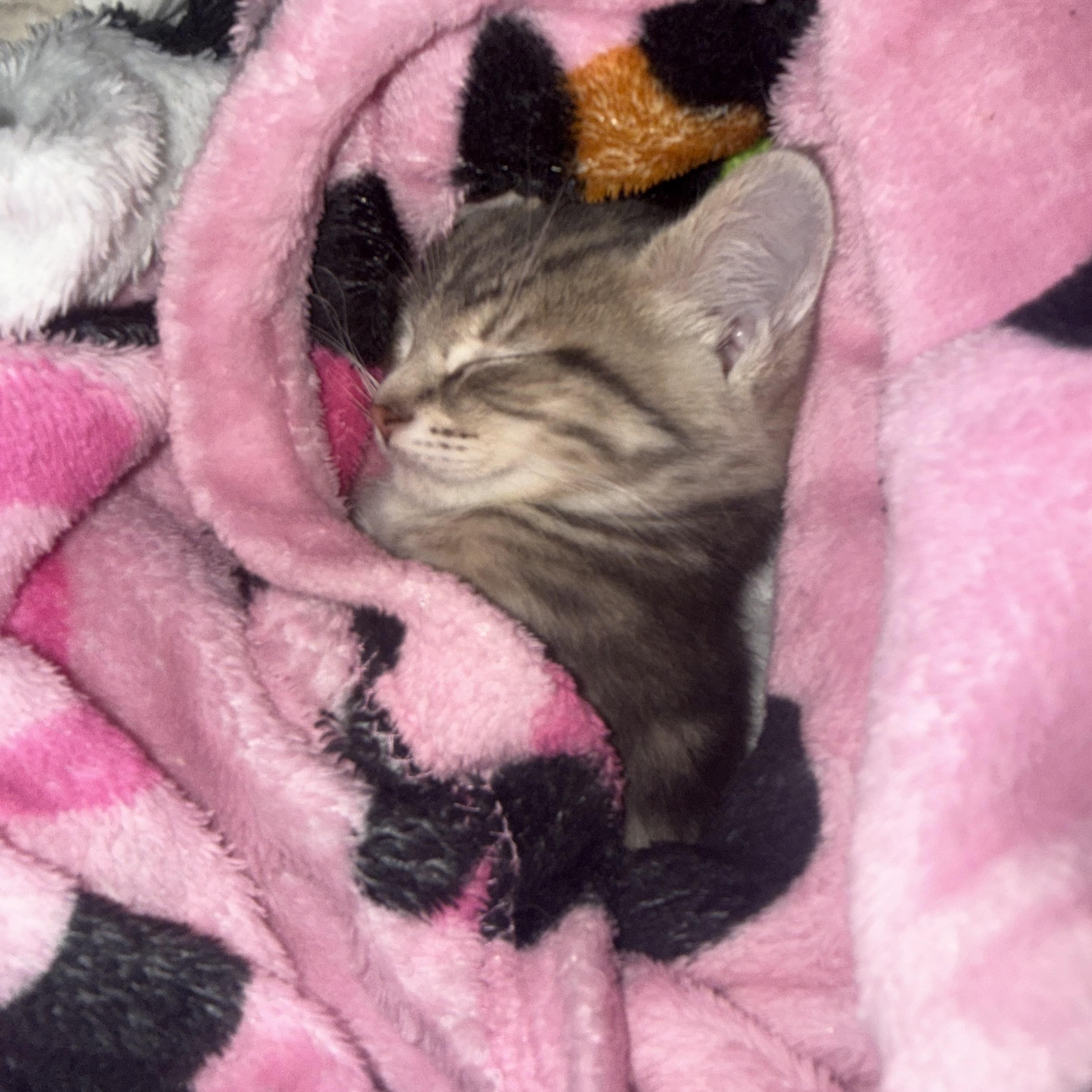 Ravioli, adopted, Kitten Female Tabby & Domestic Short Hair.
