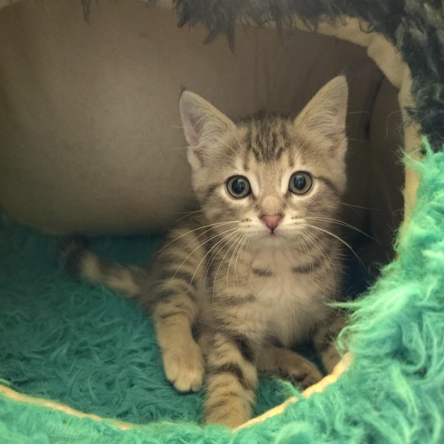 Ravioli, an adopted mixed breed in Murray, KY image 3/6