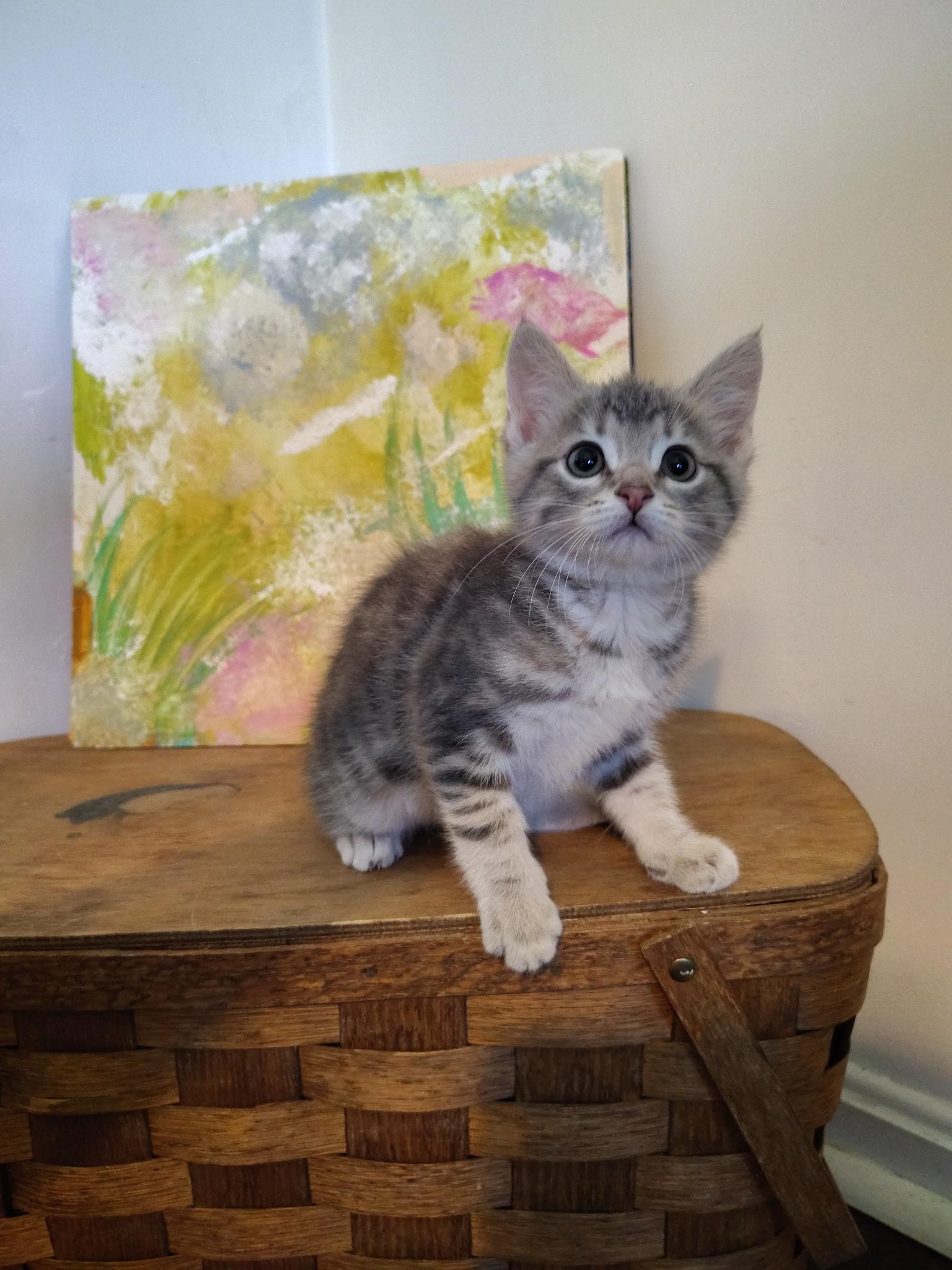 Ravioli, an adopted mixed breed in Murray, KY image 2/6