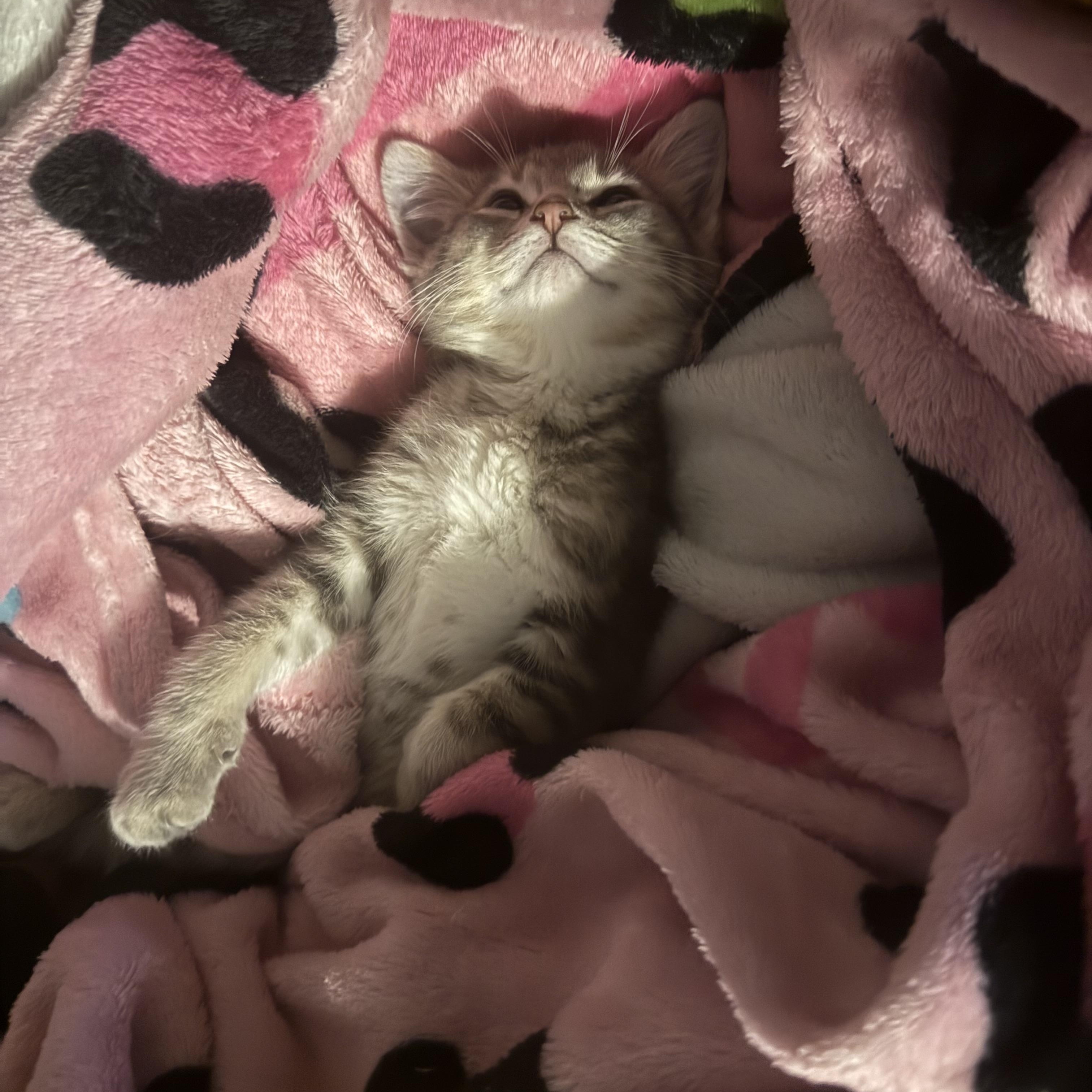 Ravioli, an adopted mixed breed in Murray, KY image 6/6