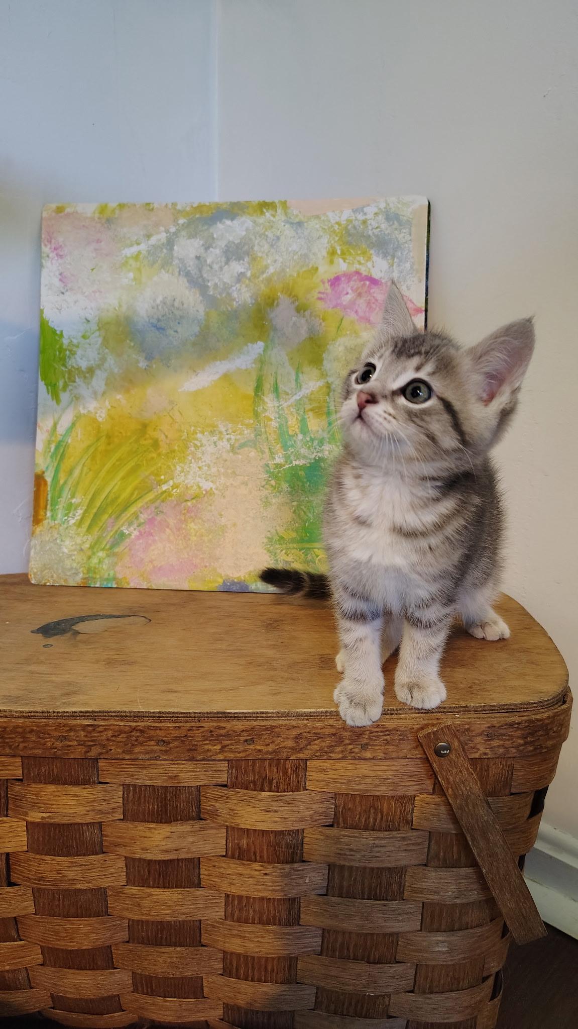 Ravioli, an adopted mixed breed in Murray, KY image 4/6