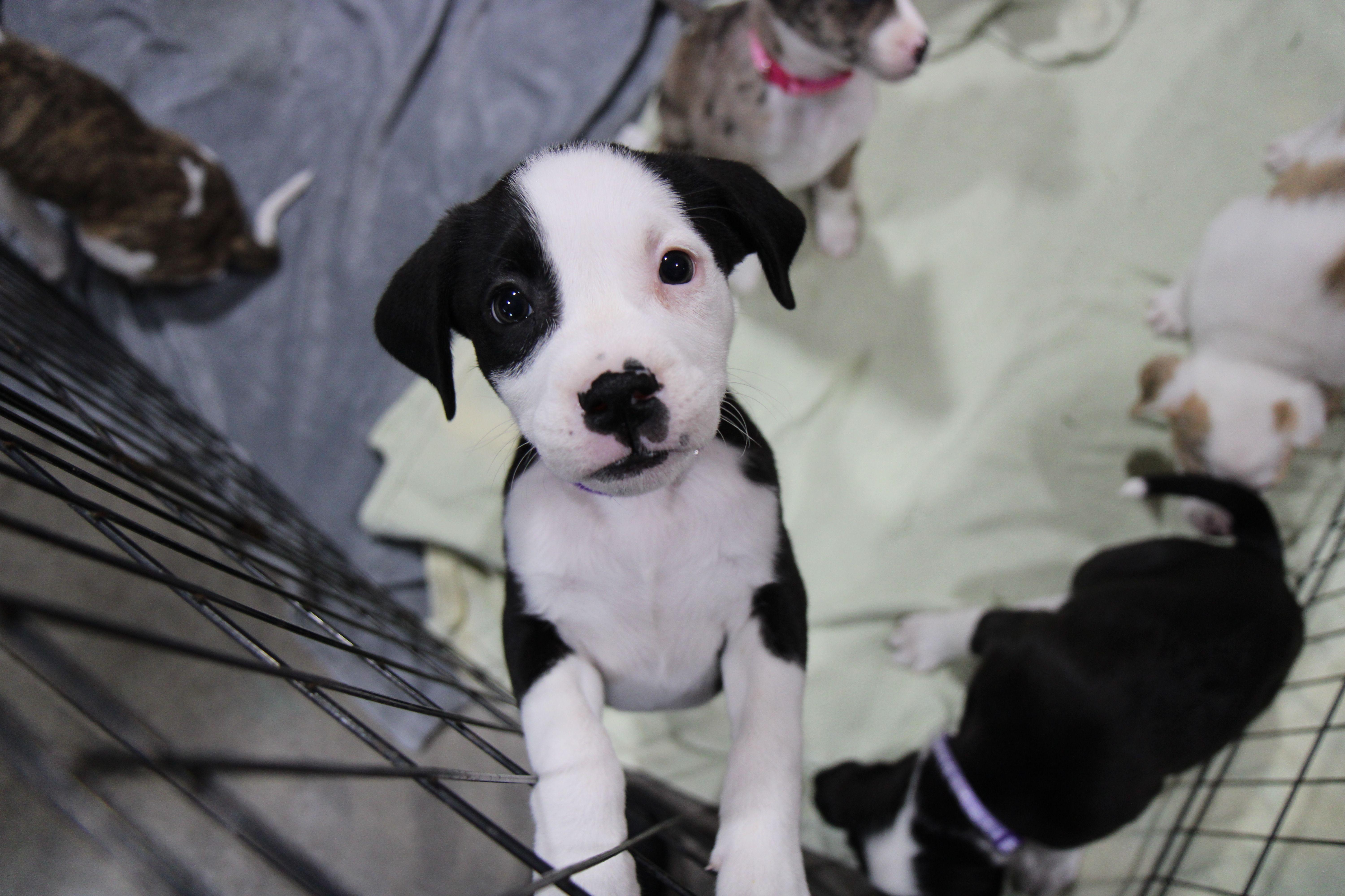 Enlarge Netflix (Nettie), a Adoptable mixed breed in Plain City, OH image 1/6