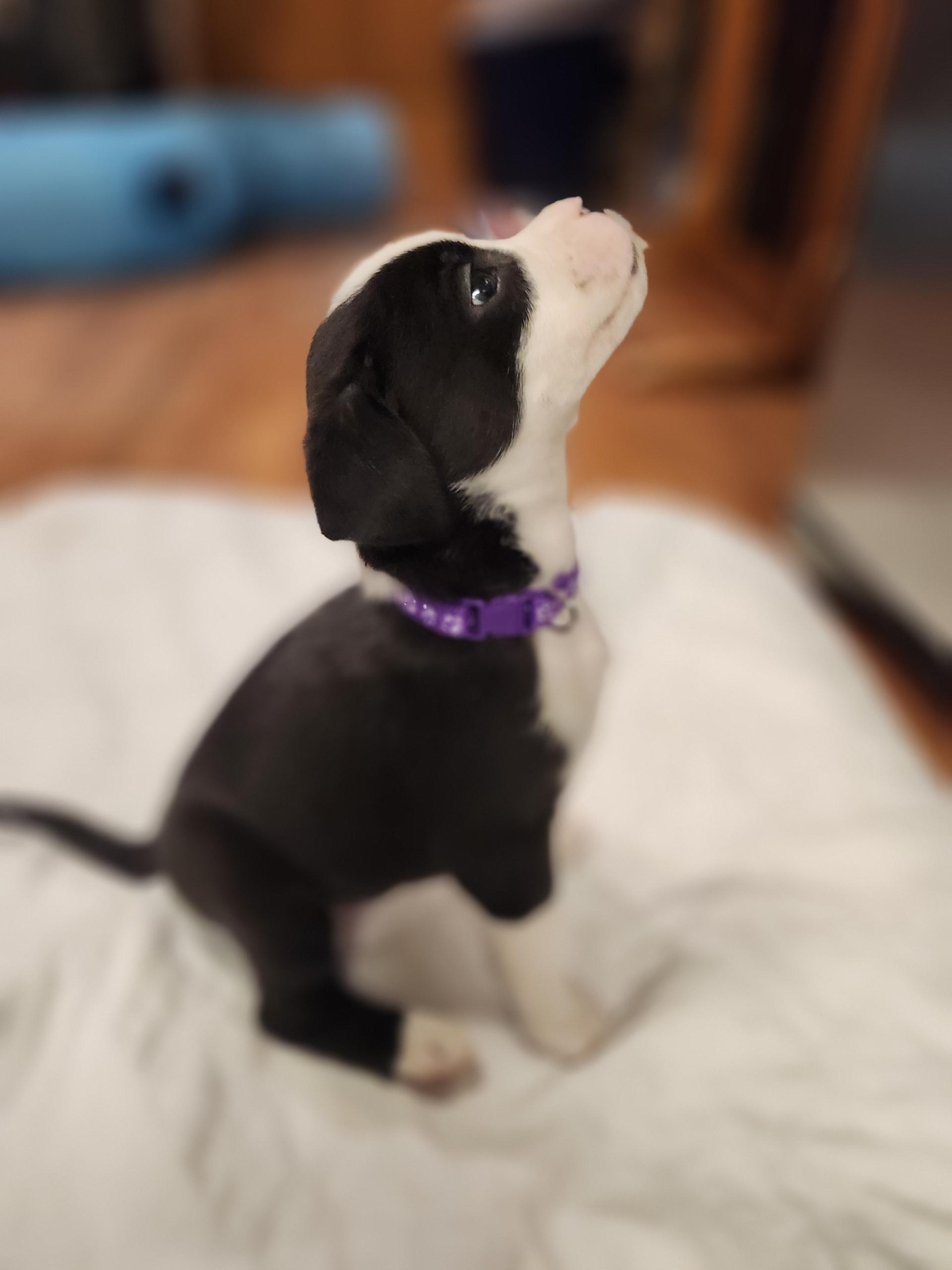 Enlarge Netflix (Nettie), a Adoptable mixed breed in Plain City, OH image 2/6