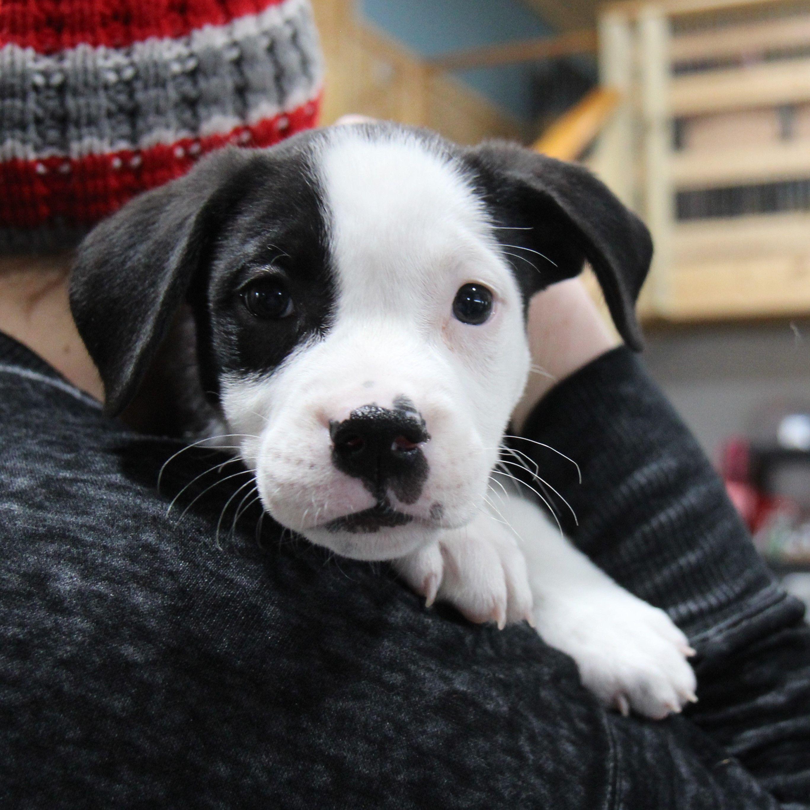 Enlarge Netflix (Nettie), a Adoptable mixed breed in Plain City, OH image 3/6