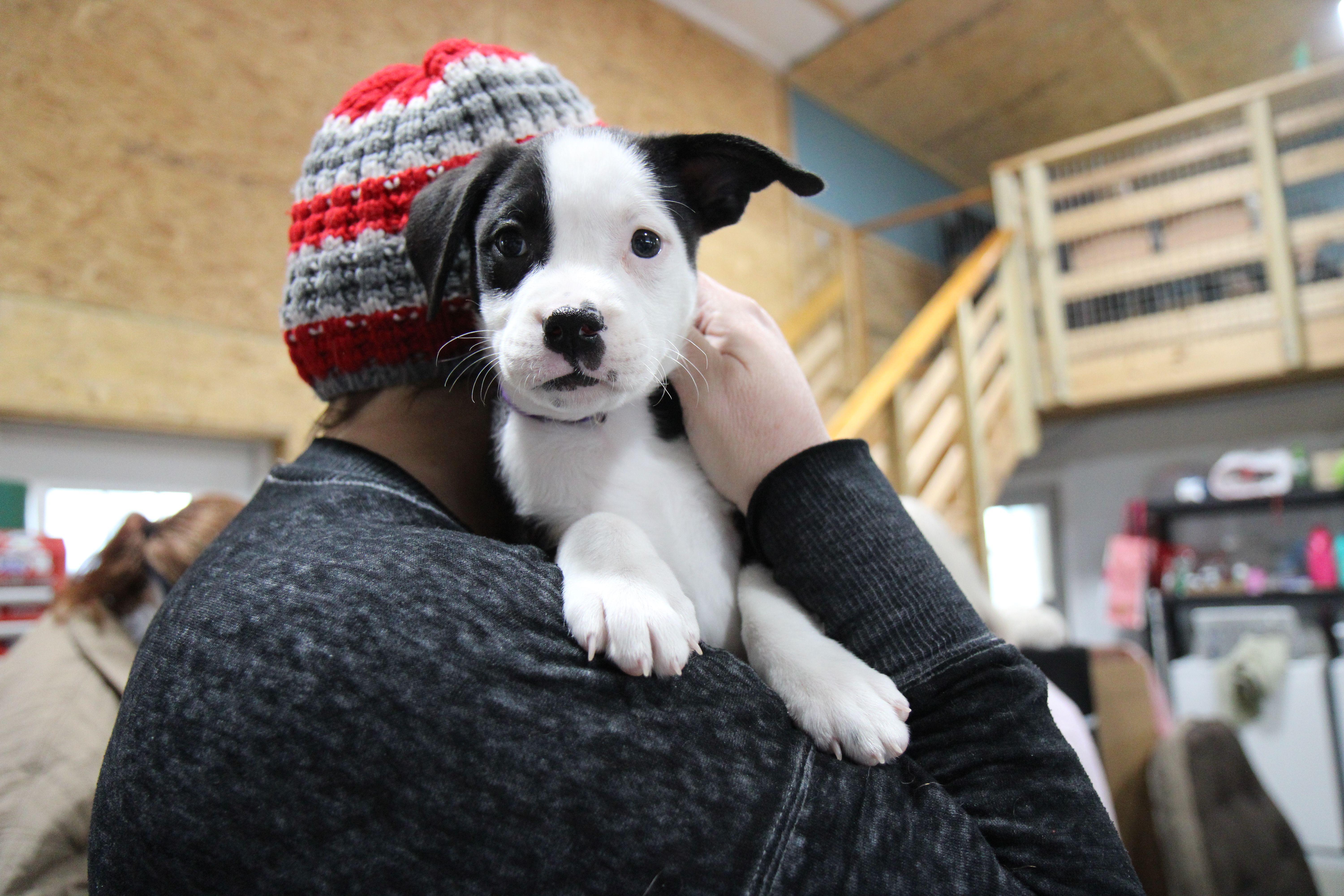 Enlarge Netflix (Nettie), a Adoptable mixed breed in Plain City, OH image 4/6