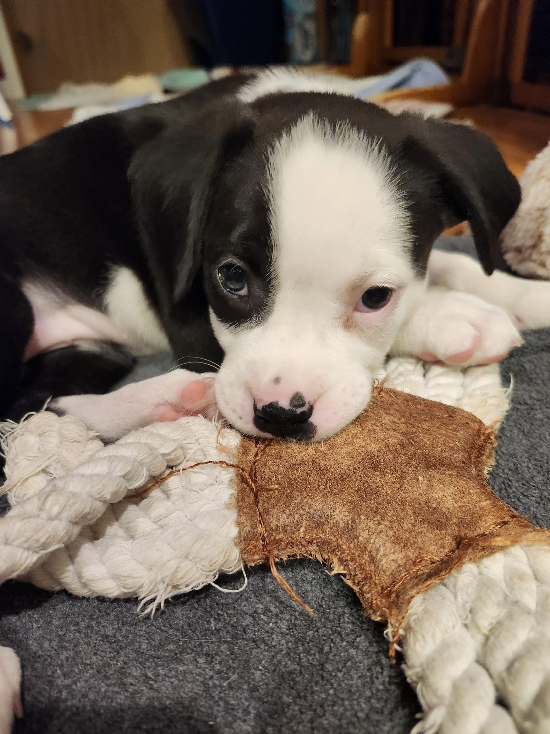 Enlarge Netflix (Nettie), a Adoptable mixed breed in Plain City, OH image 5/6