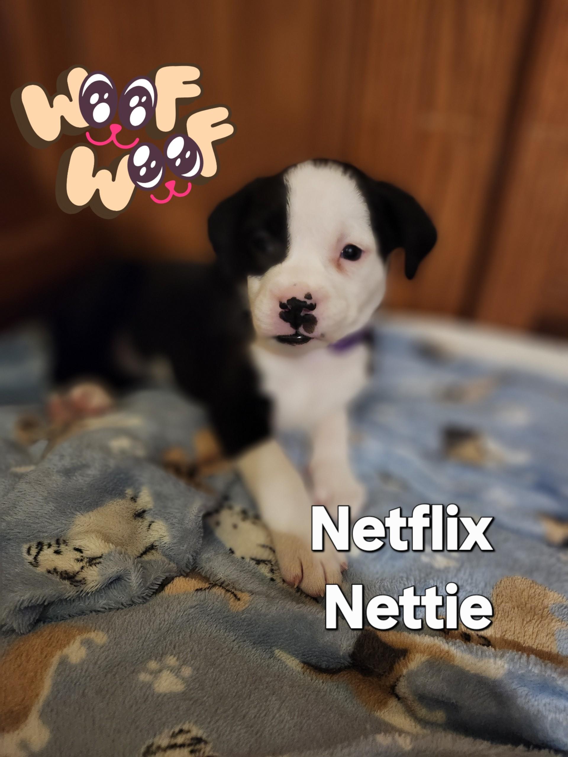 Enlarge Netflix (Nettie), a Adoptable mixed breed in Plain City, OH image 6/6