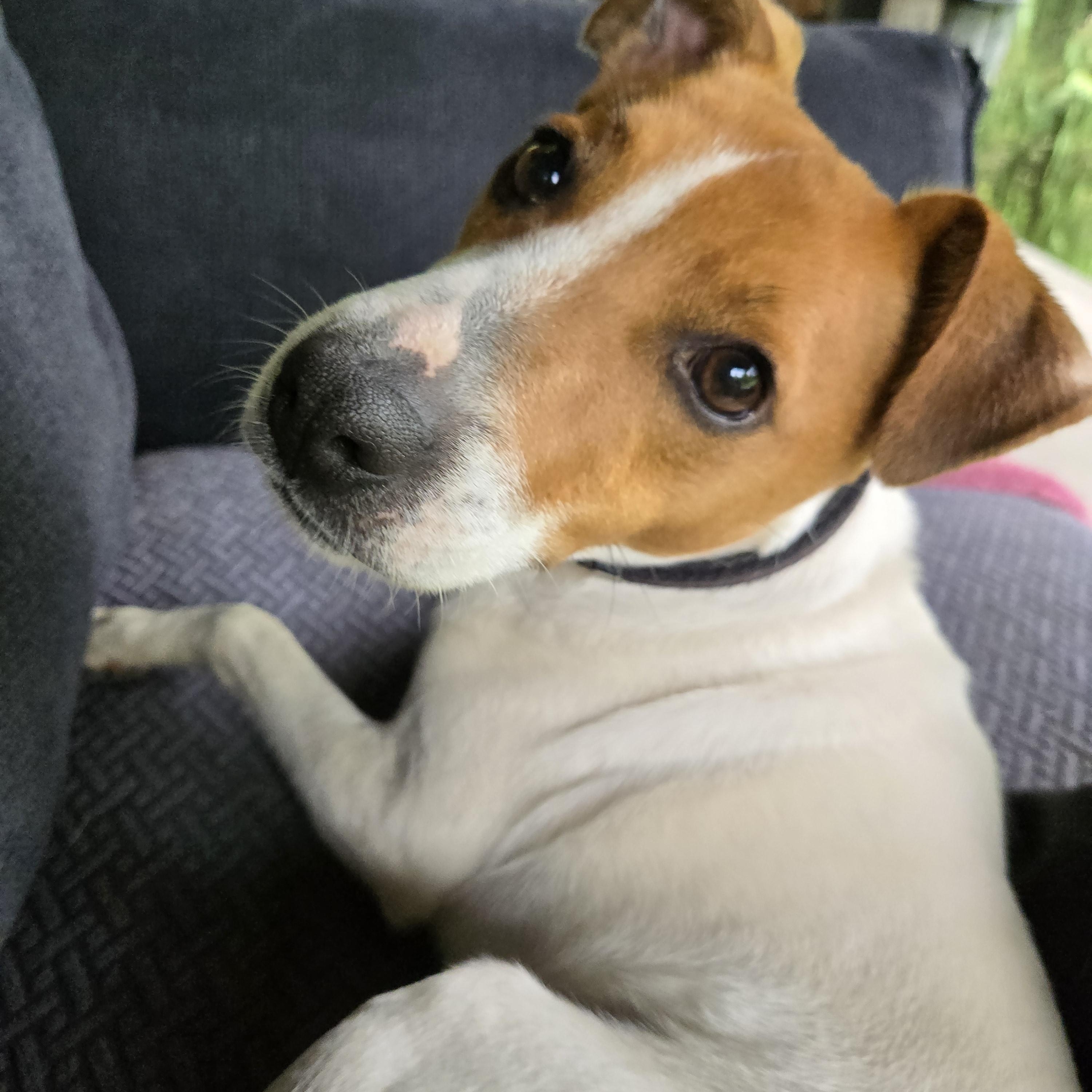 Scout, Adult Male Jack Russell Terrier