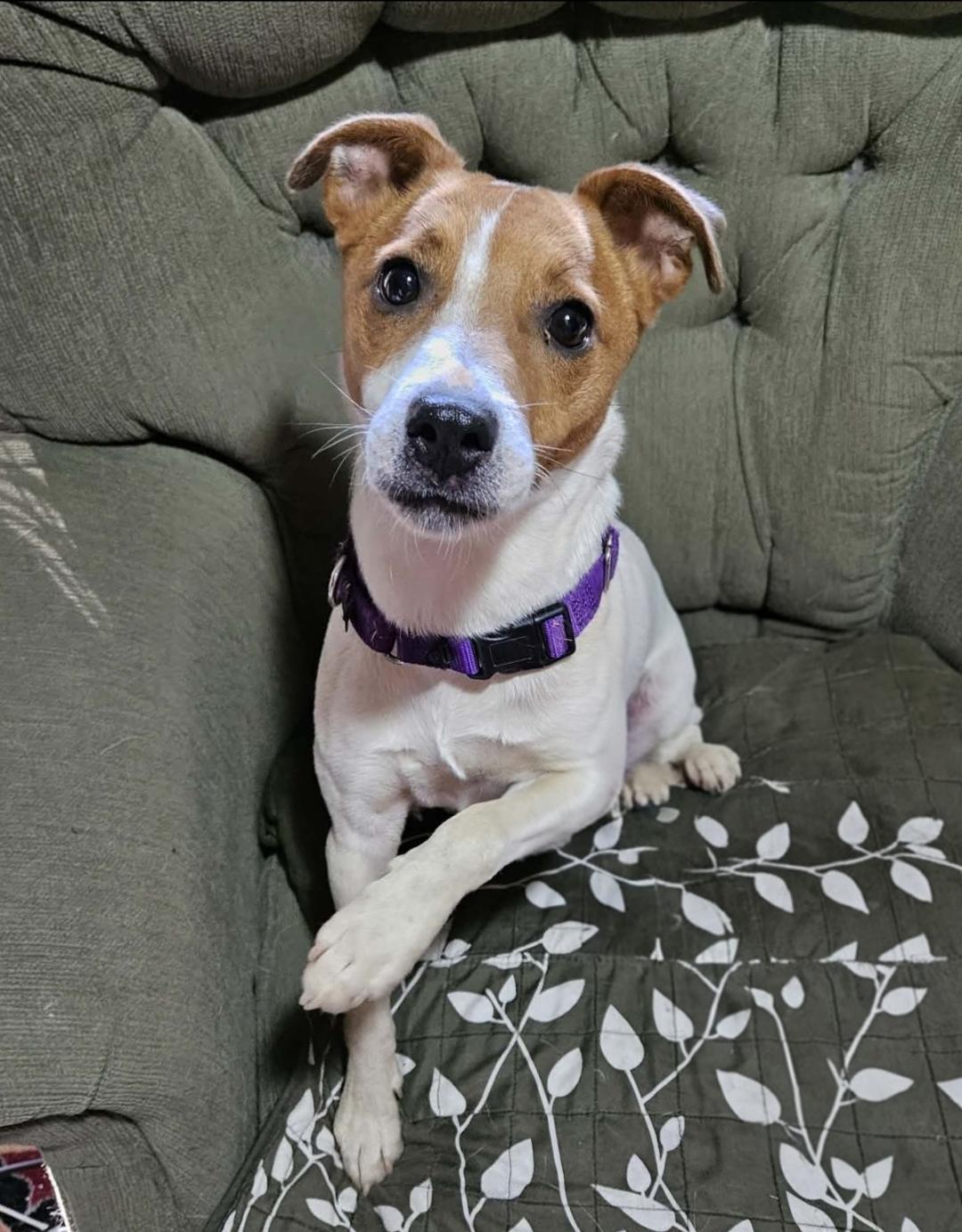 Scout, Adoptable, Adult Male Jack Russell Terrier.