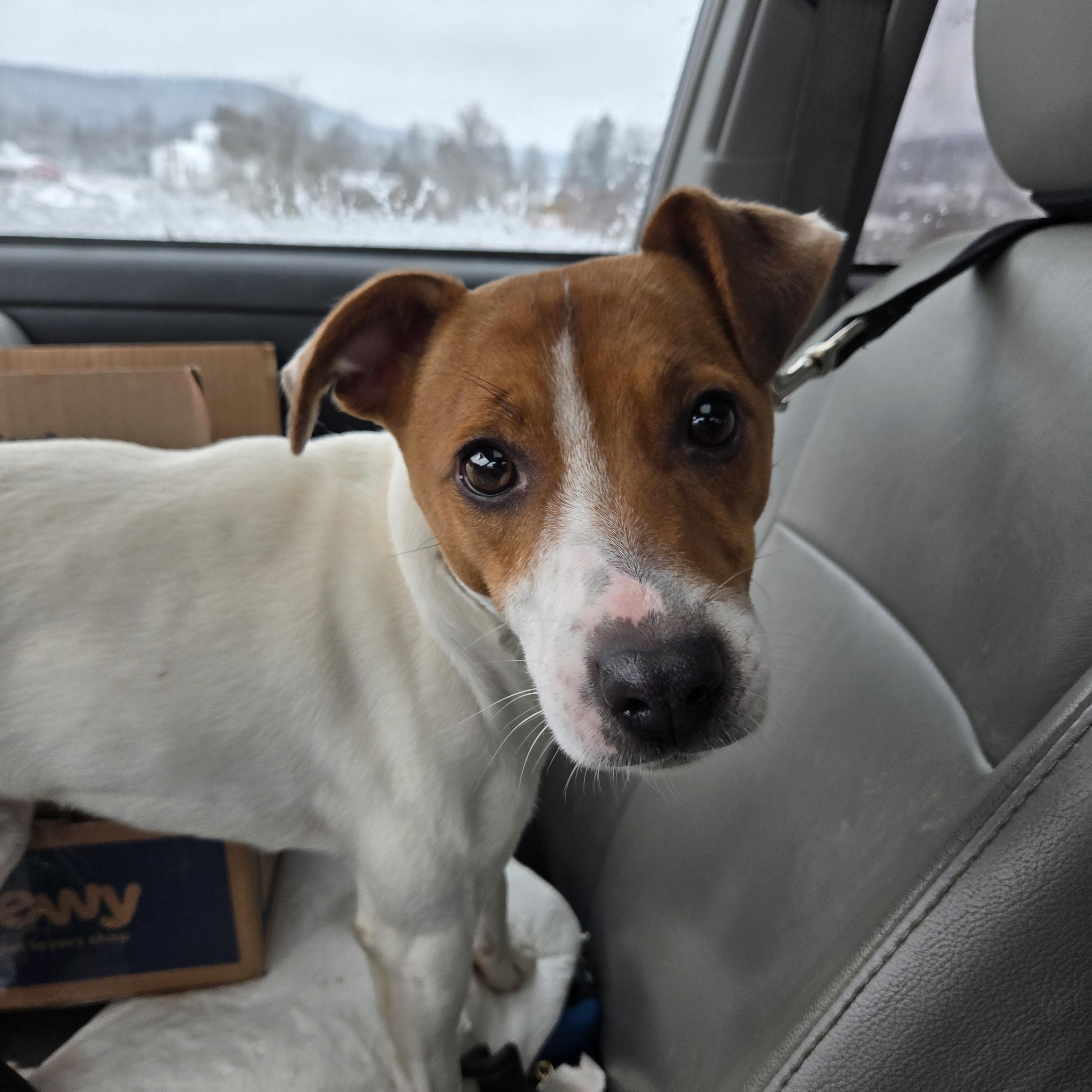 Enlarge Scout, a Adoptable Jack Russell Terrier in Friendship, NY image 3/4