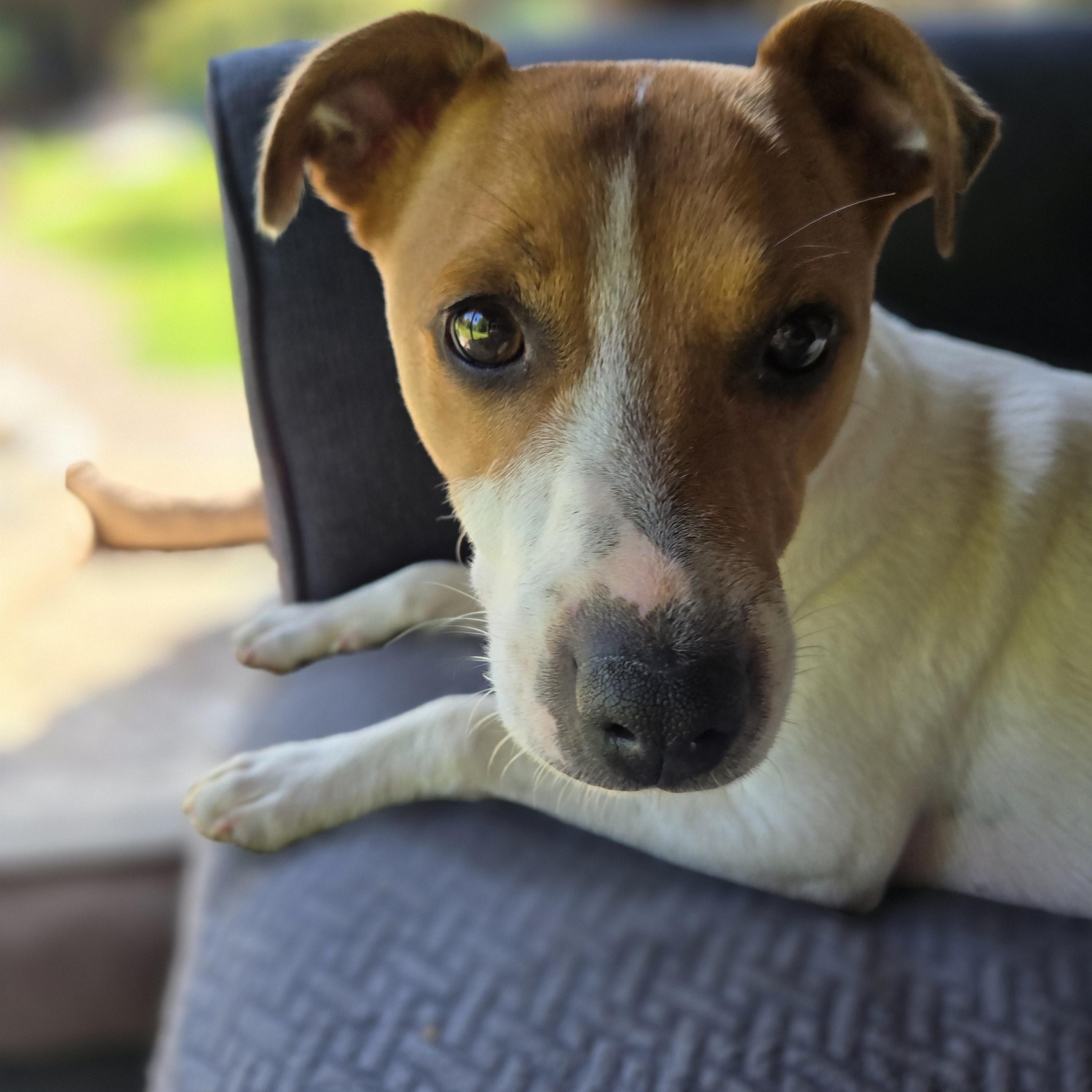 Enlarge Scout, a Adoptable Jack Russell Terrier in Friendship, NY image 4/4