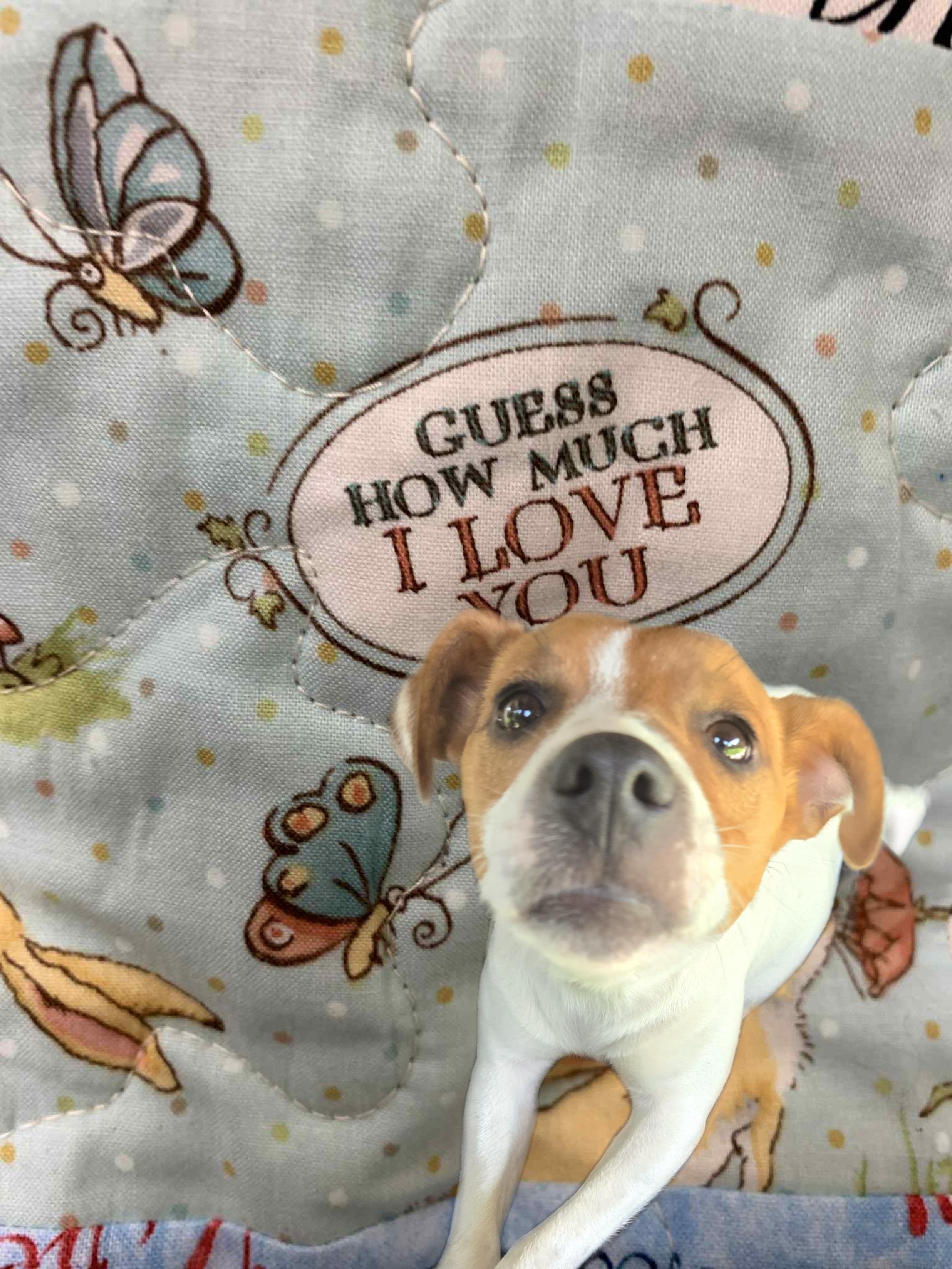 Enlarge Scout, a Adoptable Jack Russell Terrier in Friendship, NY image 1/4