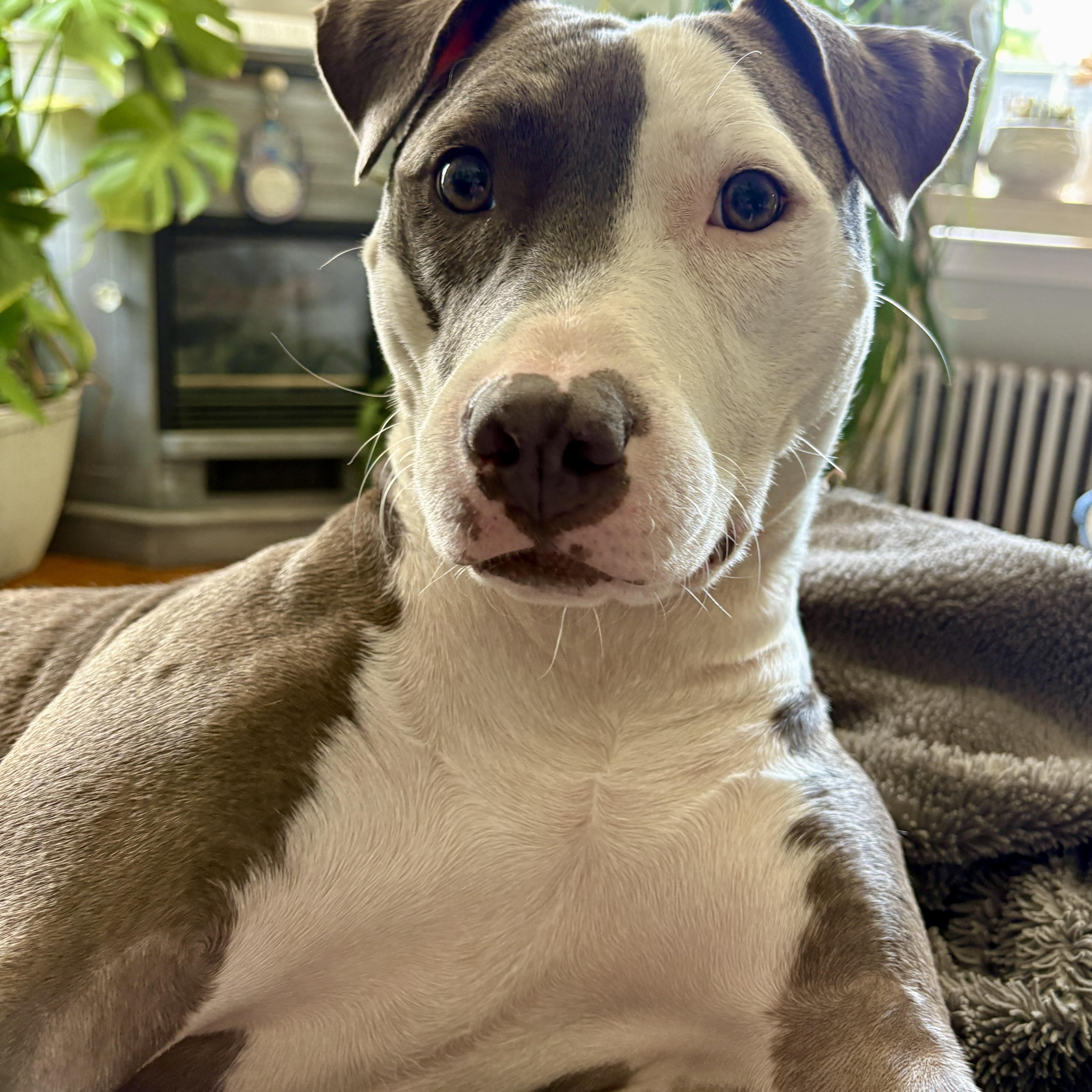 Enlarge Charli, a Adoptable mixed breed in Cumberland, RI image 2/6