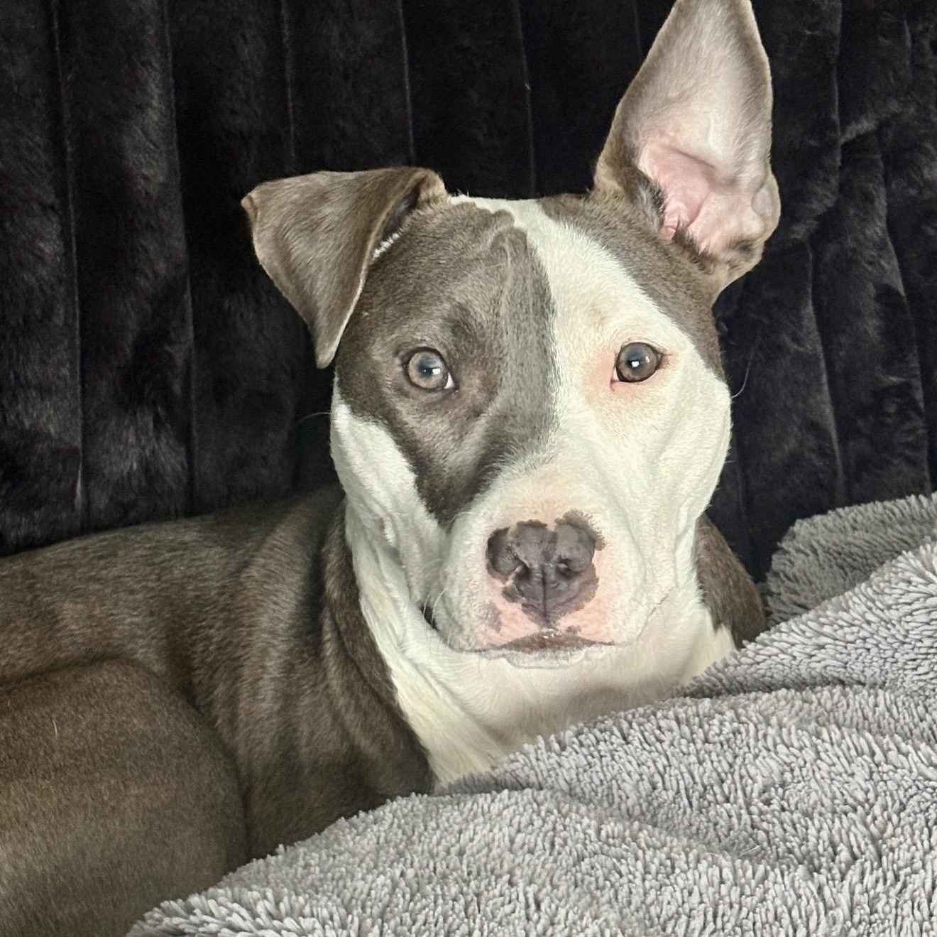 Enlarge Charli, a Adoptable mixed breed in Cumberland, RI image 2/5