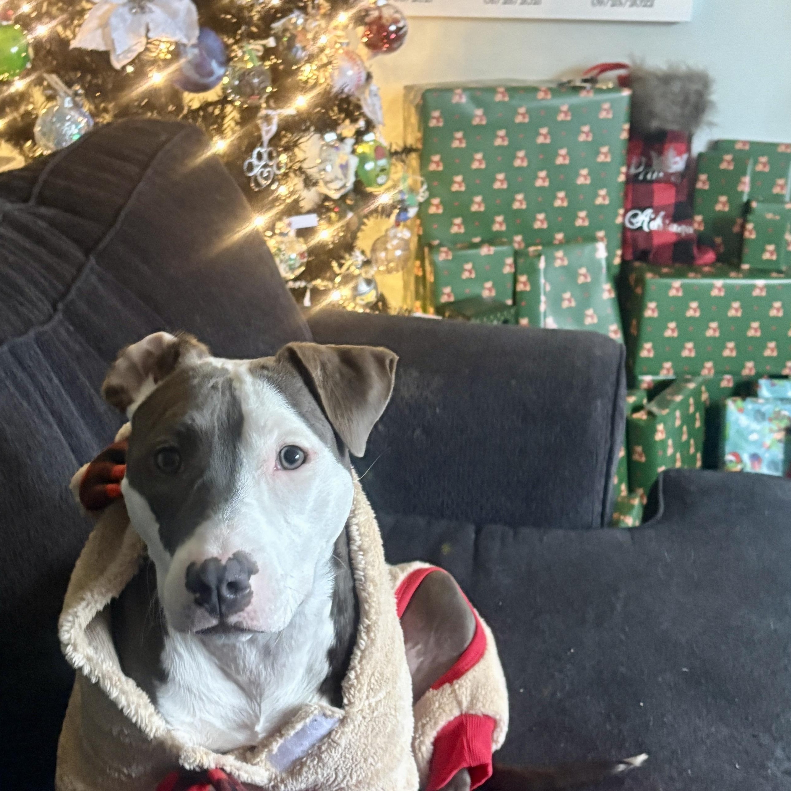 Charli, a Adoptable mixed breed in Cumberland, RI image 3/6