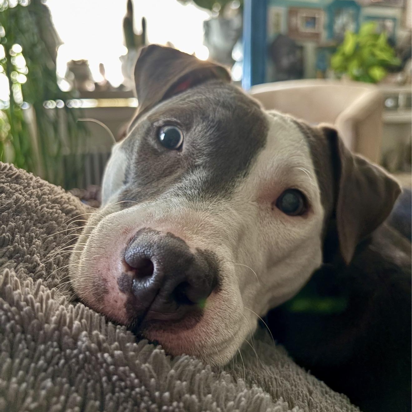 Enlarge Charli, a Adoptable mixed breed in Cumberland, RI image 4/5