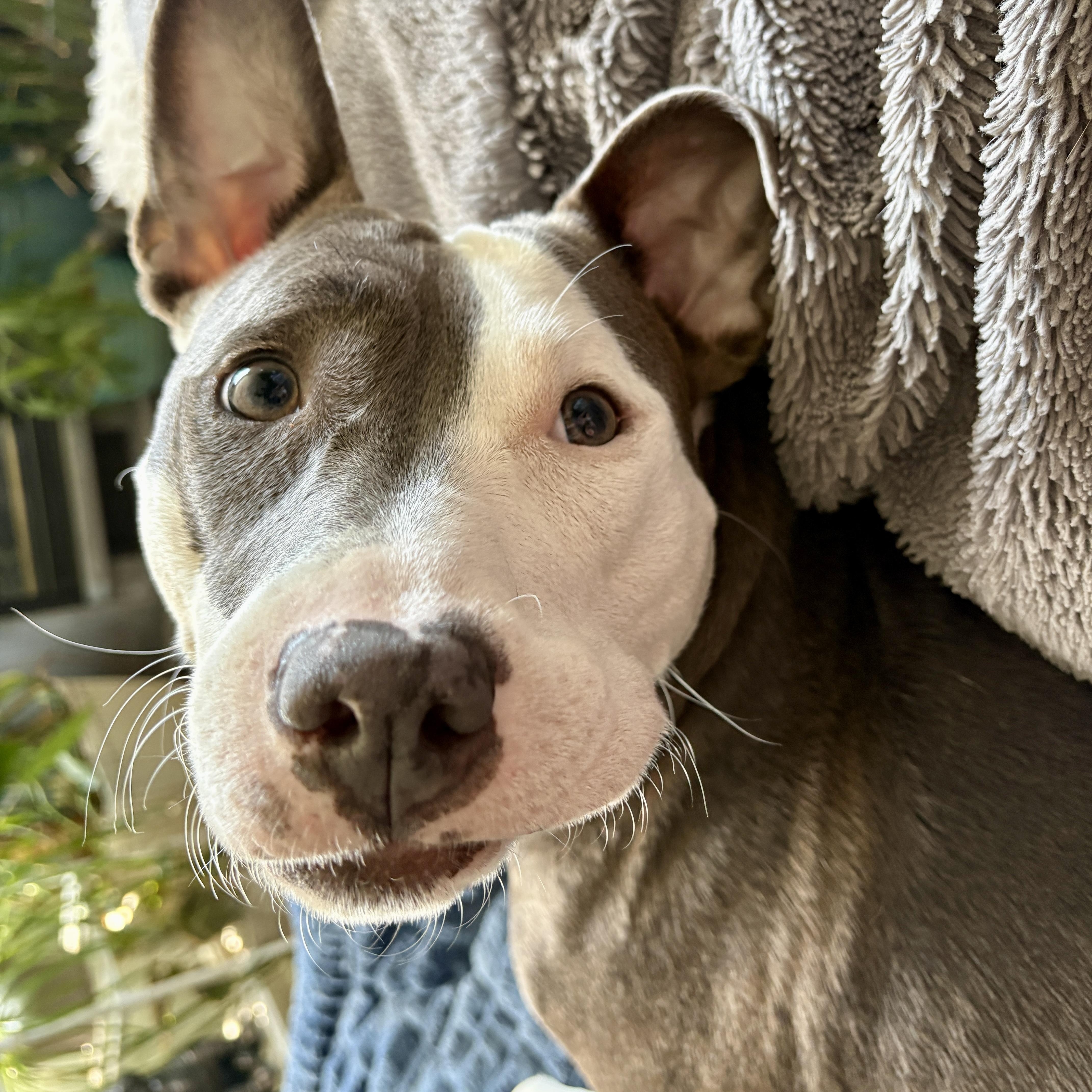Enlarge Charli, a Adoptable mixed breed in Cumberland, RI image 4/6
