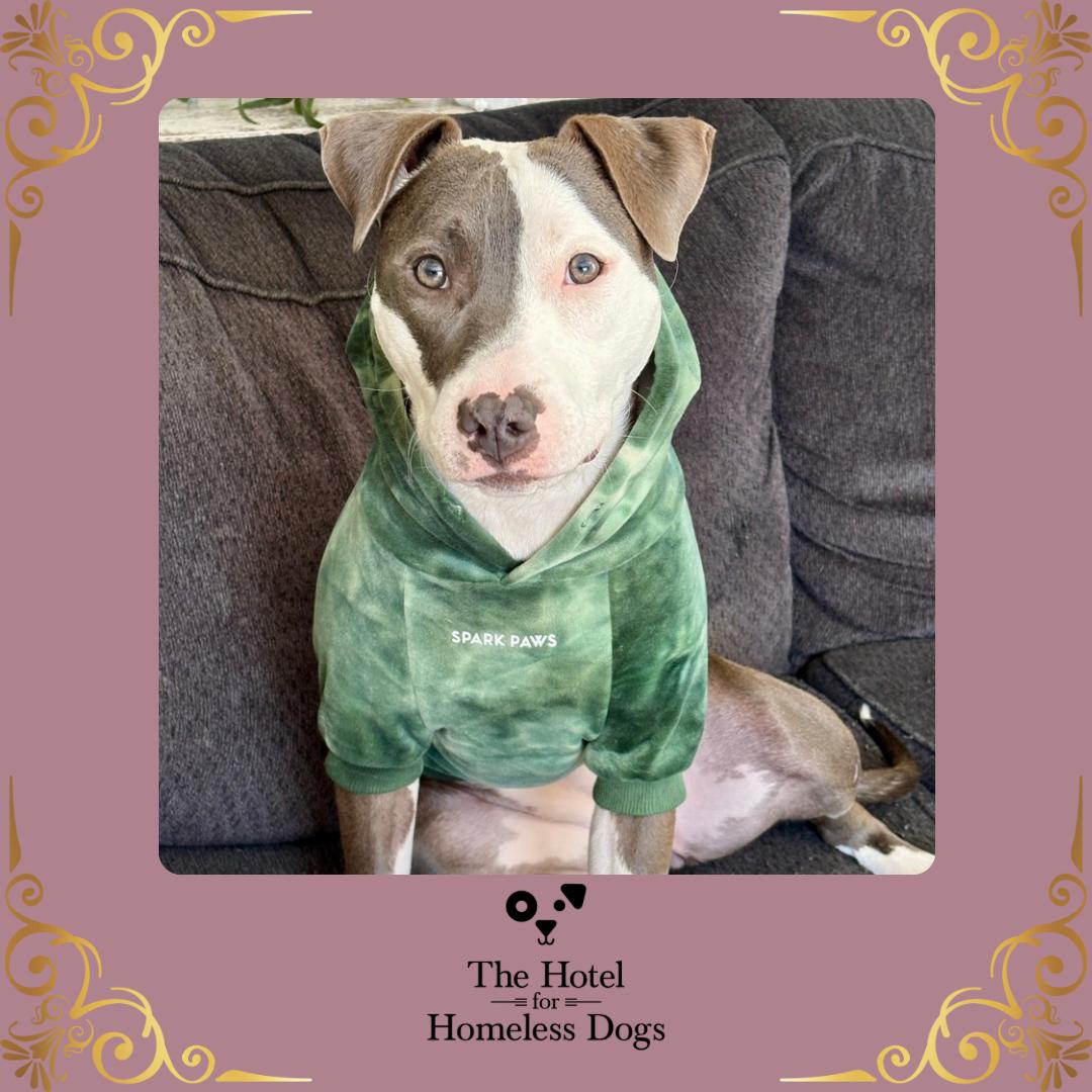 Enlarge Charli, a Adoptable mixed breed in Cumberland, RI image 1/5