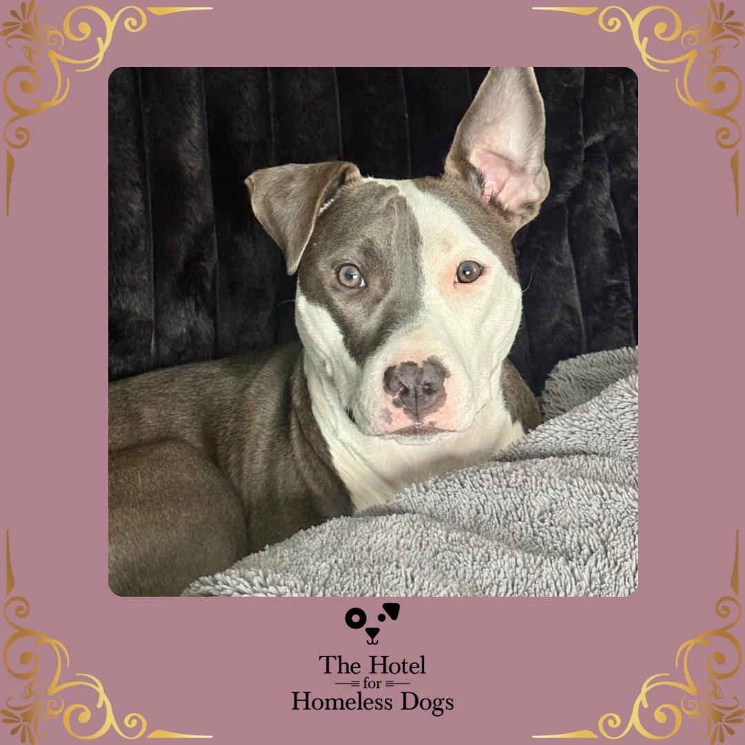 Charli, Adoptable, Young Female American Staffordshire Terrier & Labrador Retriever.