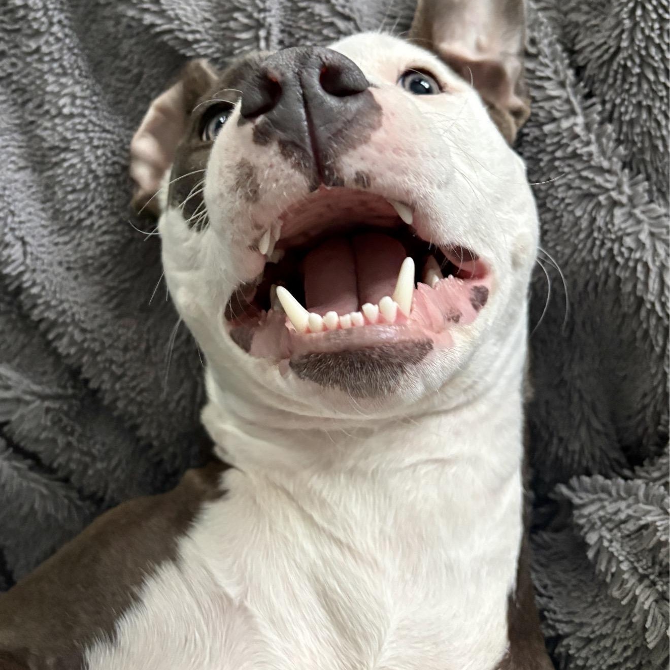 Enlarge Charli, a Adoptable mixed breed in Cumberland, RI image 5/5