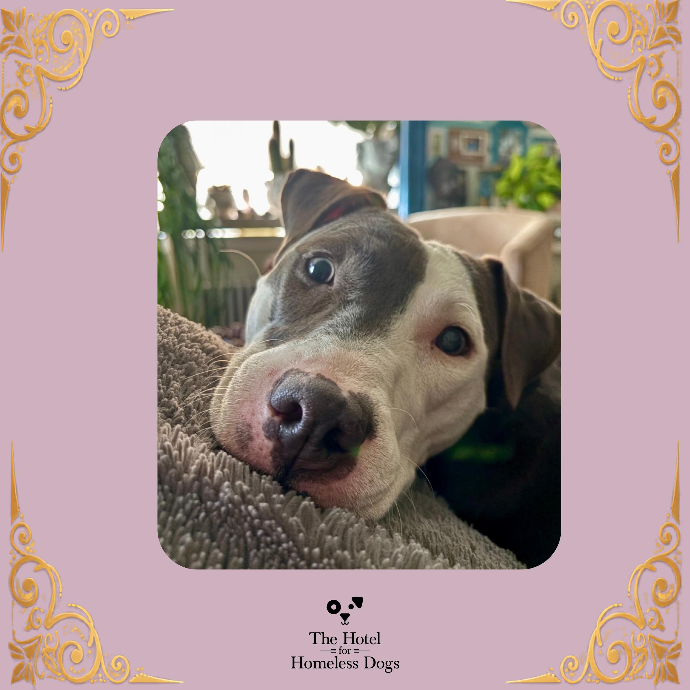 Charli, Adoptable, Young Female American Staffordshire Terrier & Labrador Retriever.