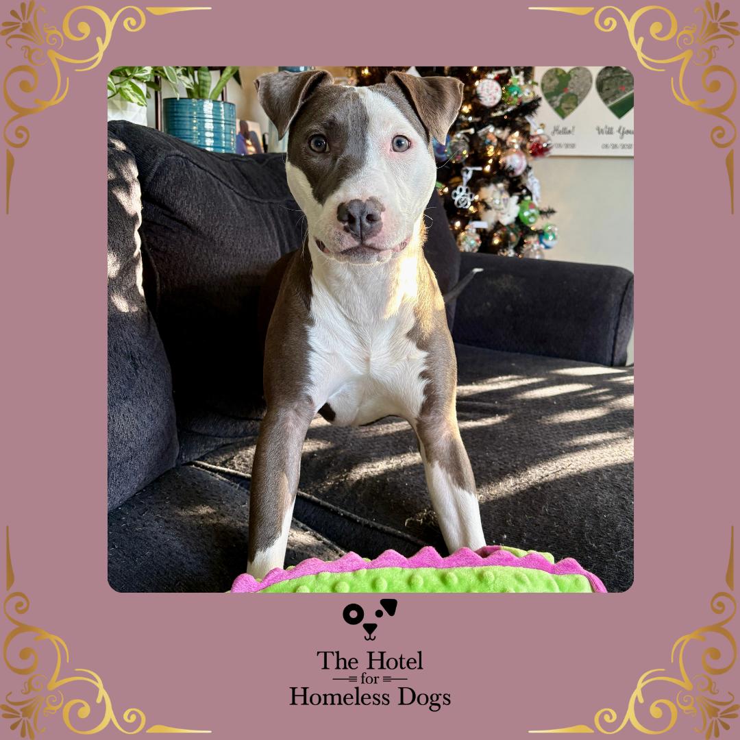 Charli, a Adoptable mixed breed in Cumberland, RI image 1/6