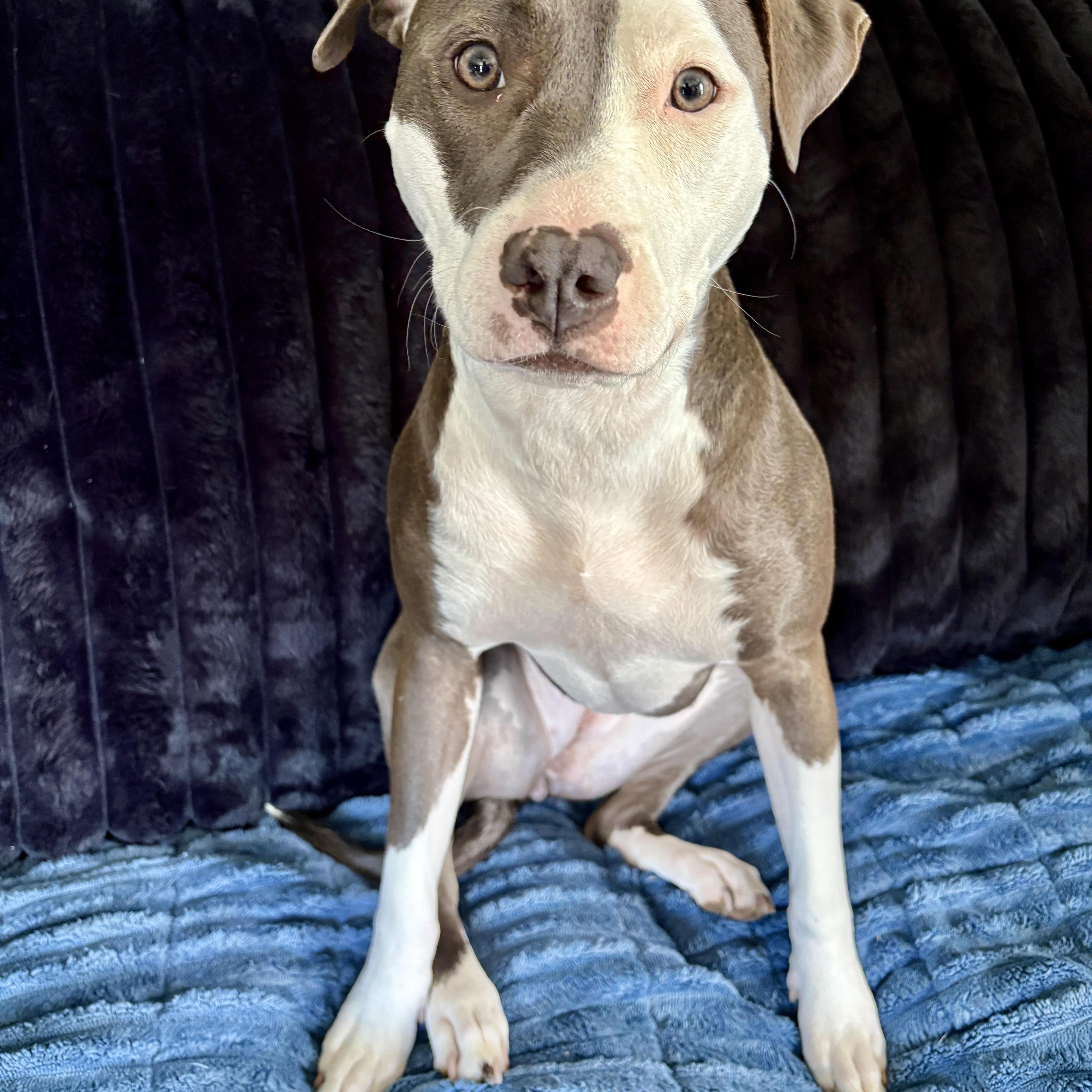 Enlarge Charli, a Adoptable mixed breed in Cumberland, RI image 3/6