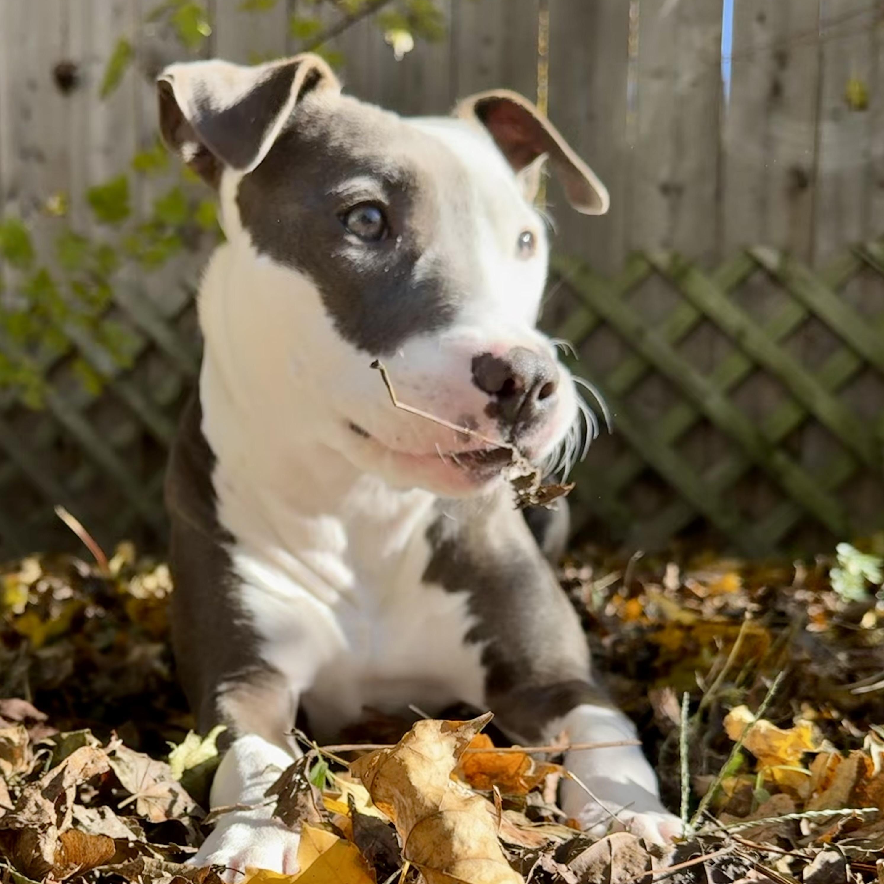 Charli, a Adoptable mixed breed in Cumberland, RI image 6/6