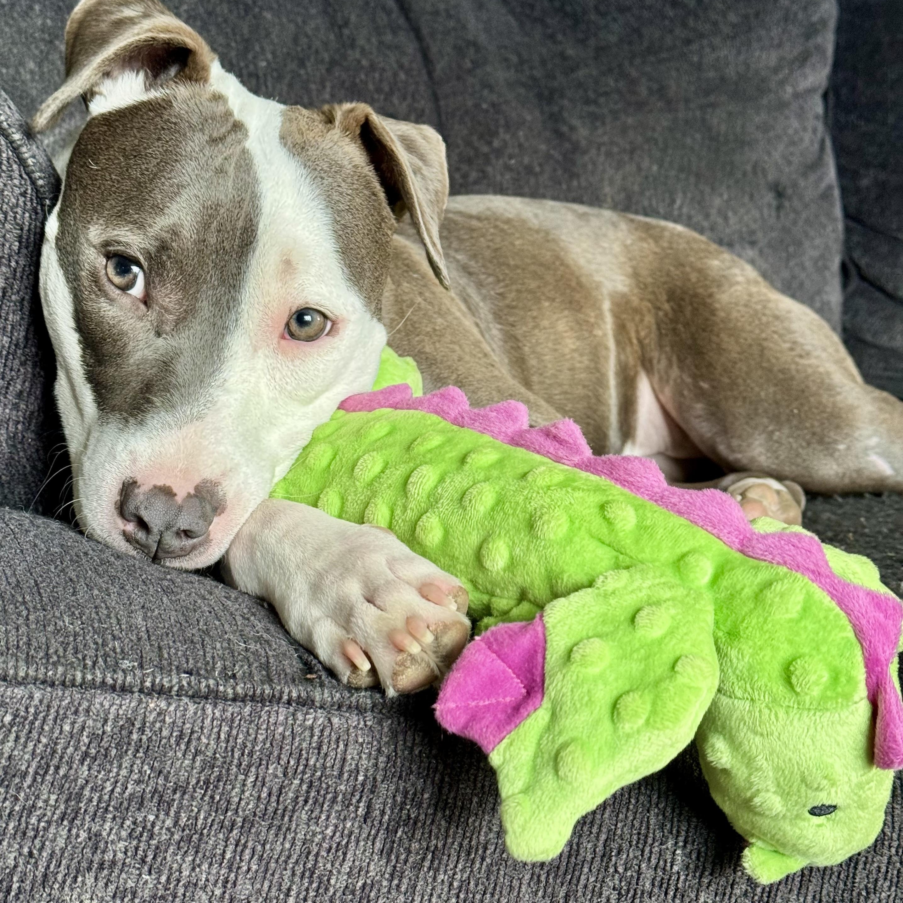 Charli, a Adoptable mixed breed in Cumberland, RI image 4/6