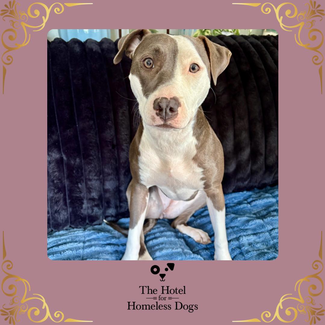 Charli, Adoptable, Young Female American Staffordshire Terrier & Labrador Retriever.