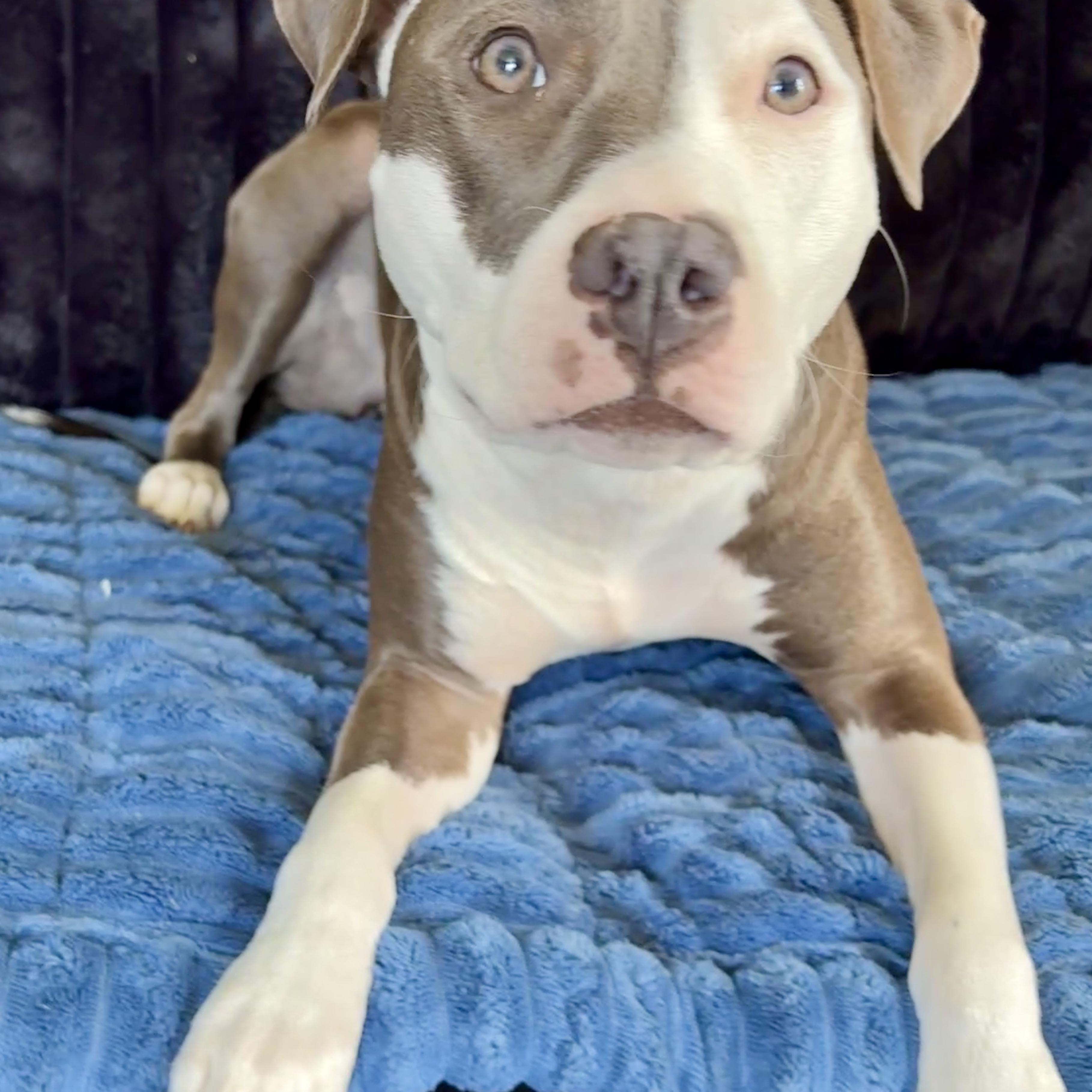 Enlarge Charli, a Adoptable mixed breed in Cumberland, RI image 6/6