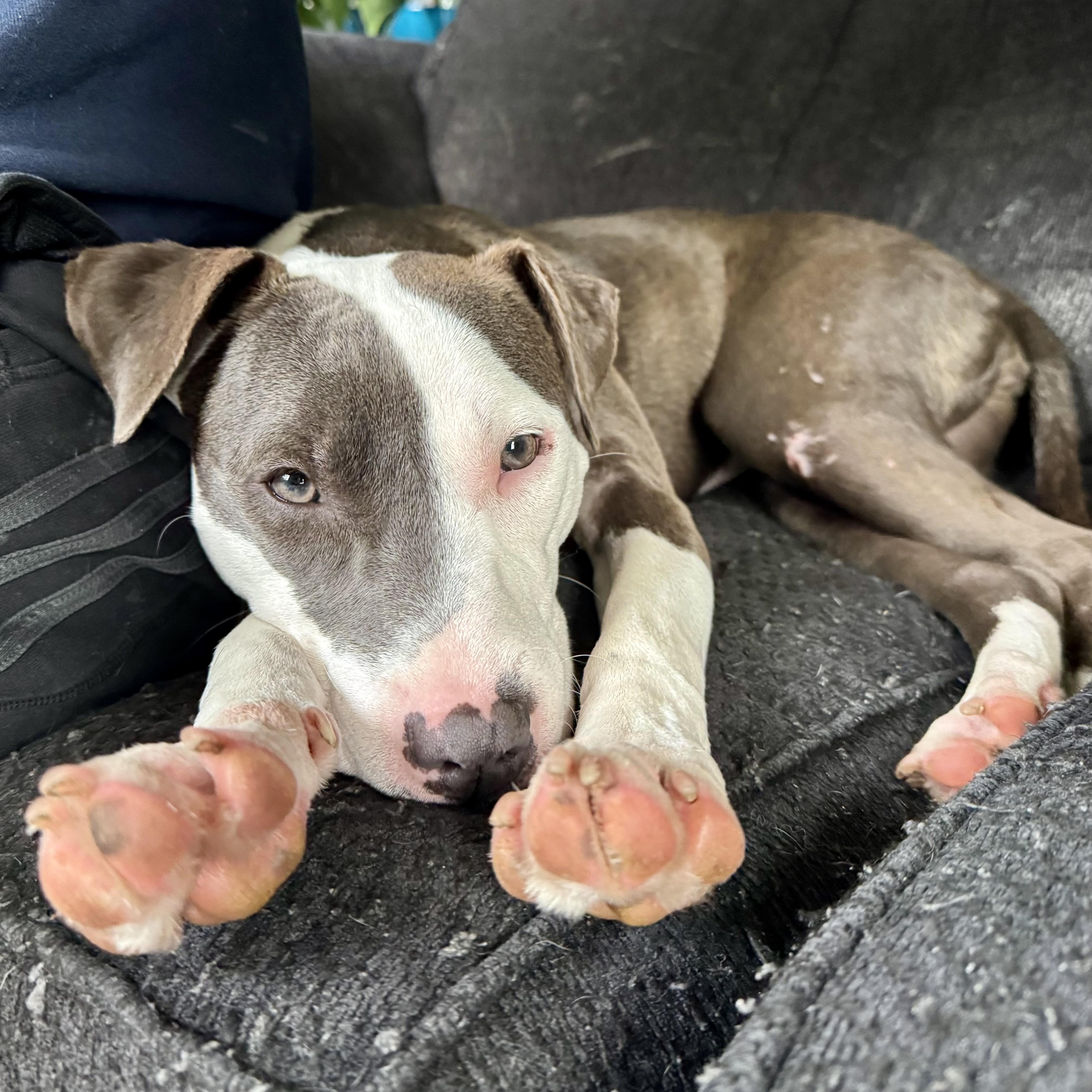 Charli, a Adoptable mixed breed in Cumberland, RI image 5/6