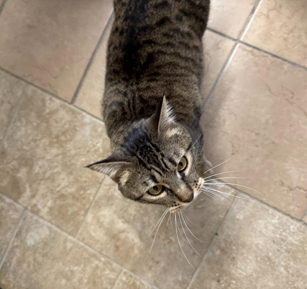 Zinnia, Adoptable, Adult Female Domestic Short Hair.