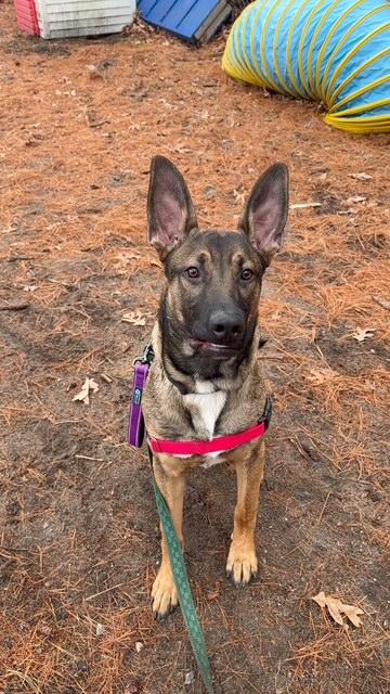Enlarge Kado, a ADOPTABLE mixed breed in Attleboro, MA image 5/6