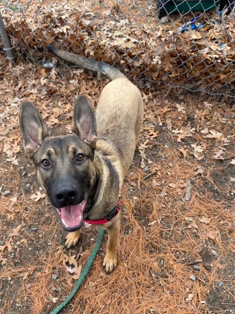 Enlarge Kado, a ADOPTABLE mixed breed in Attleboro, MA image 1/6