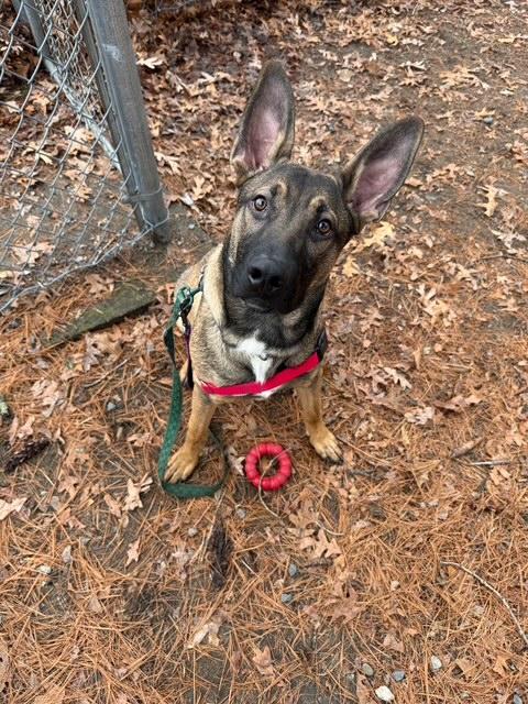 Enlarge Kado, a ADOPTABLE mixed breed in Attleboro, MA image 4/6