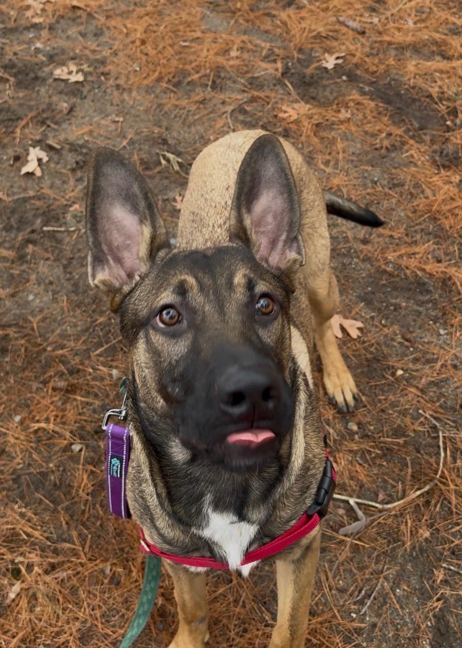 Enlarge Kado, a ADOPTABLE mixed breed in Attleboro, MA image 6/6