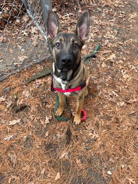 Enlarge Kado, a ADOPTABLE mixed breed in Attleboro, MA image 2/6