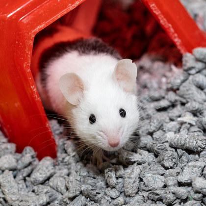 Egg, Adoptable, Young Male Mouse & Mouse.