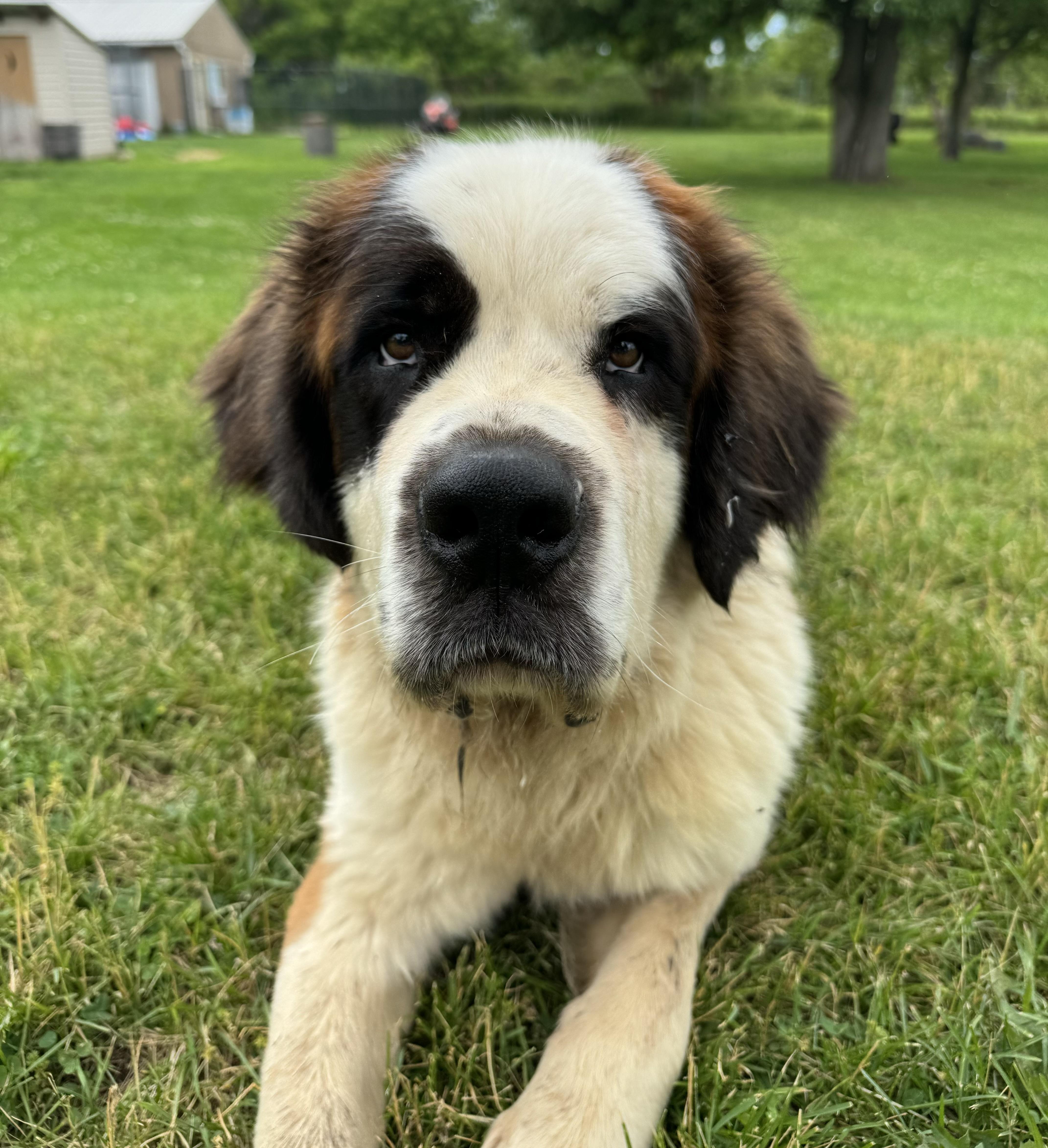 Enlarge Gus, a ADOPTABLE Saint Bernard in China Township, MI image 5/6