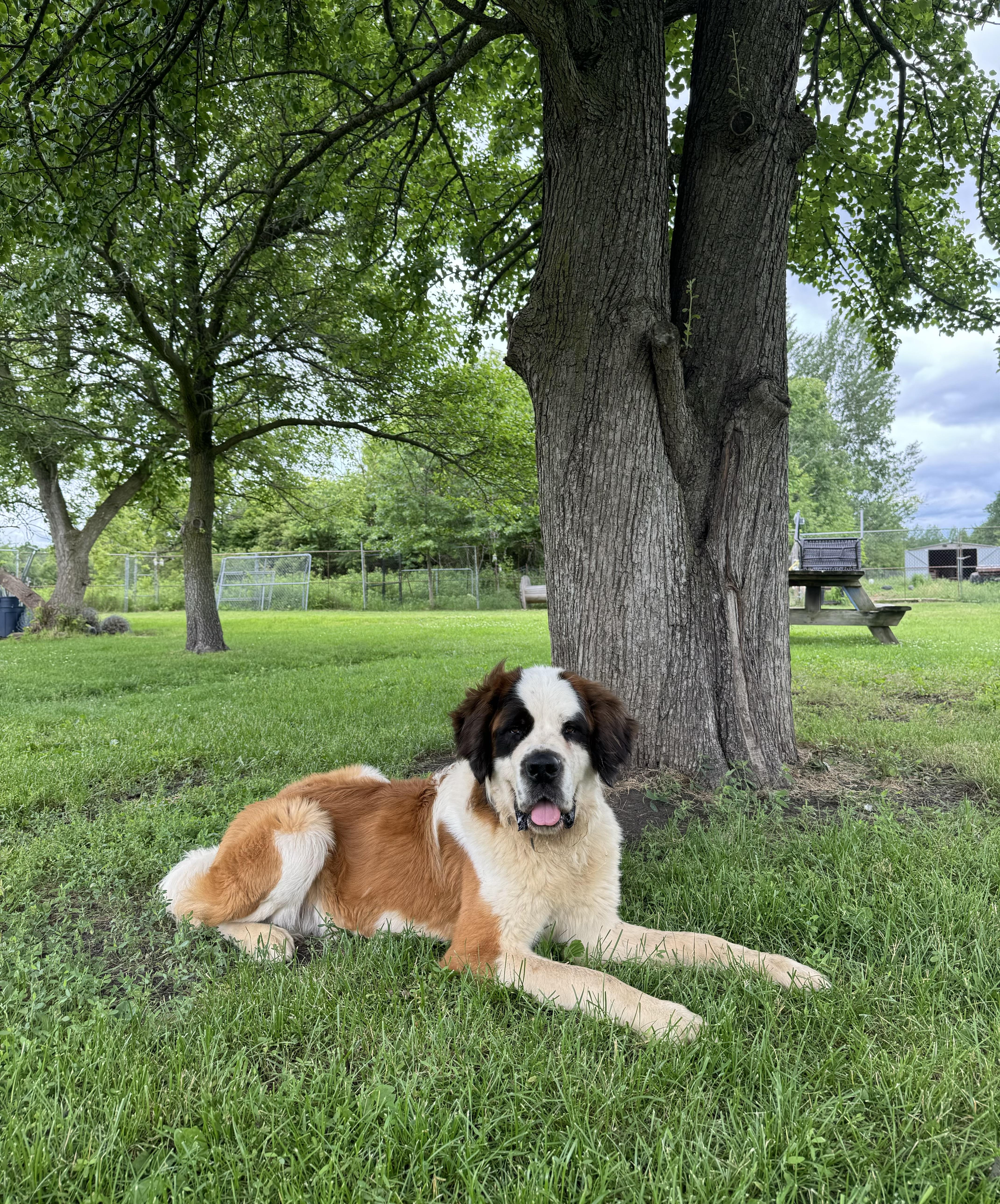 Enlarge Gus, a ADOPTABLE Saint Bernard in China Township, MI image 4/6