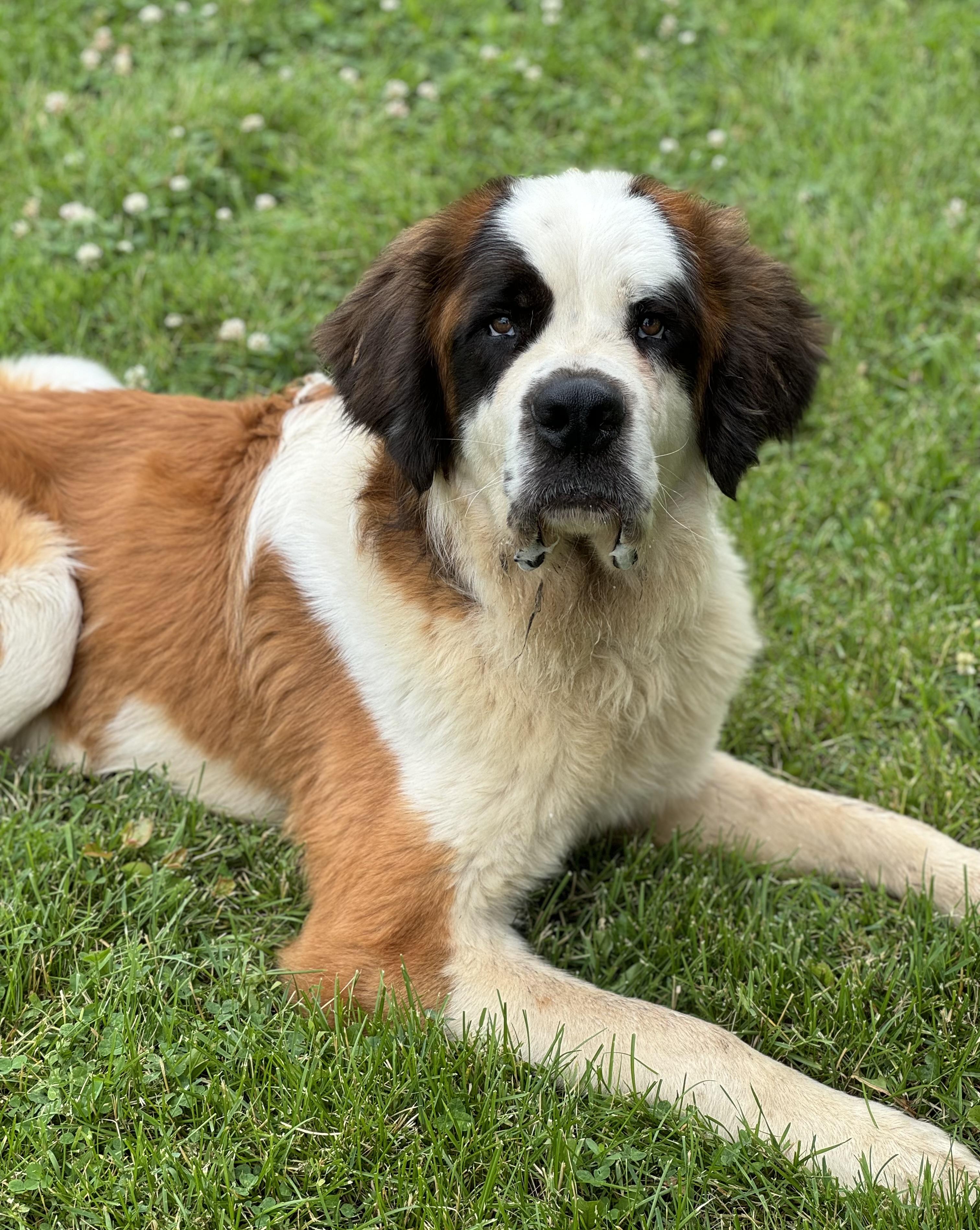 Enlarge Gus, a ADOPTABLE Saint Bernard in China Township, MI image 1/6