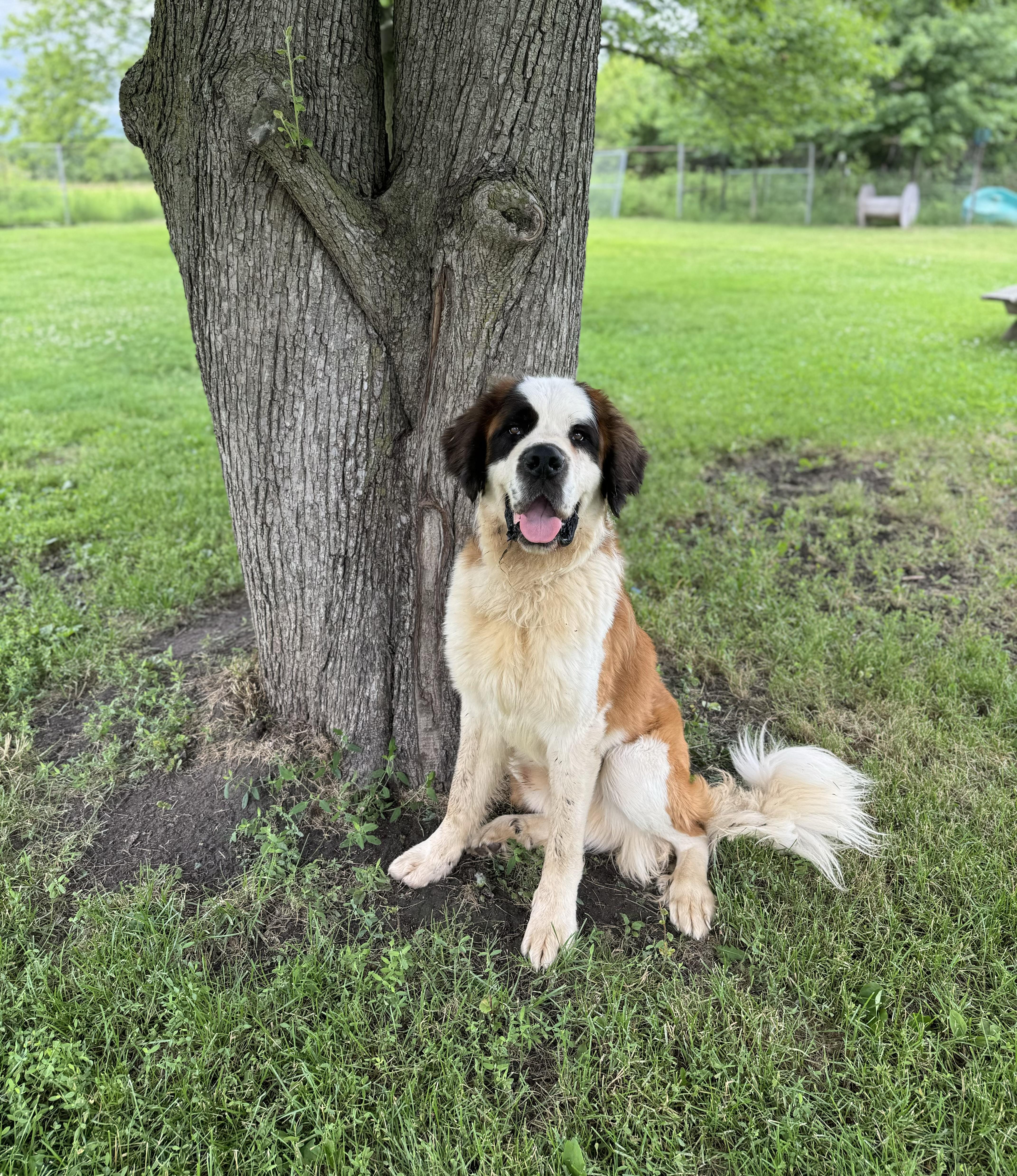 Enlarge Gus, a ADOPTABLE Saint Bernard in China Township, MI image 3/6