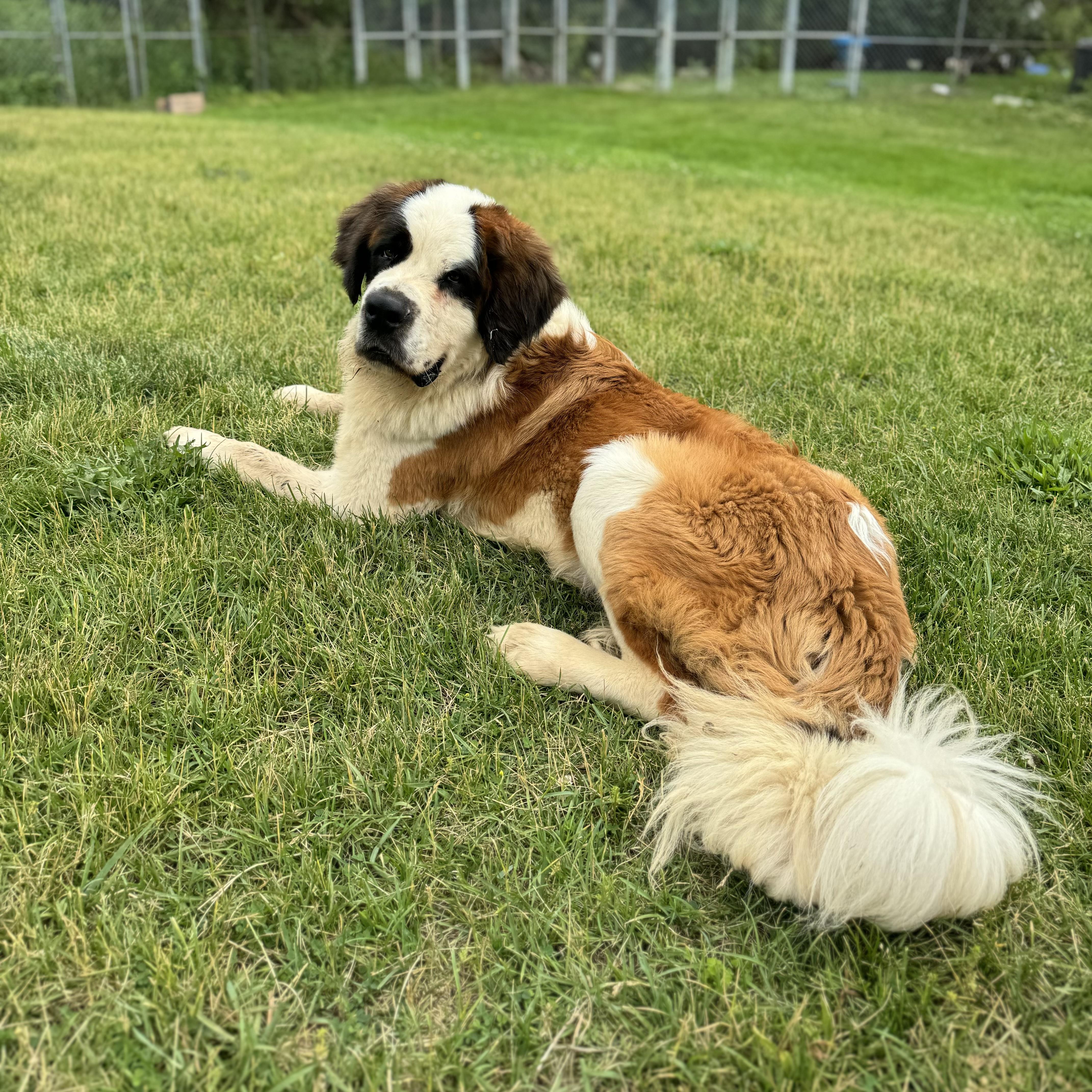 Enlarge Gus, a ADOPTABLE Saint Bernard in China Township, MI image 2/6