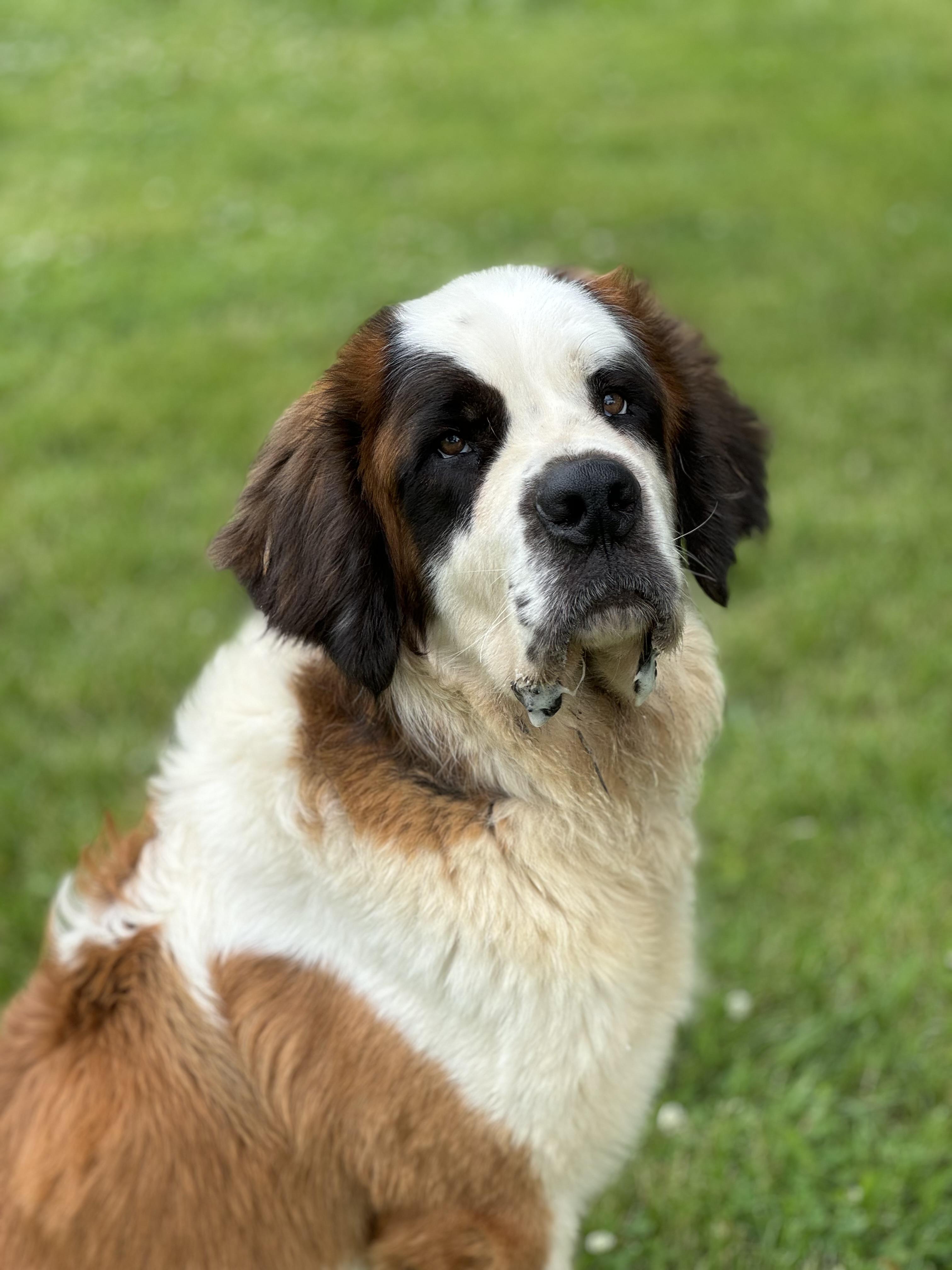 Enlarge Gus, a ADOPTABLE Saint Bernard in China Township, MI image 6/6