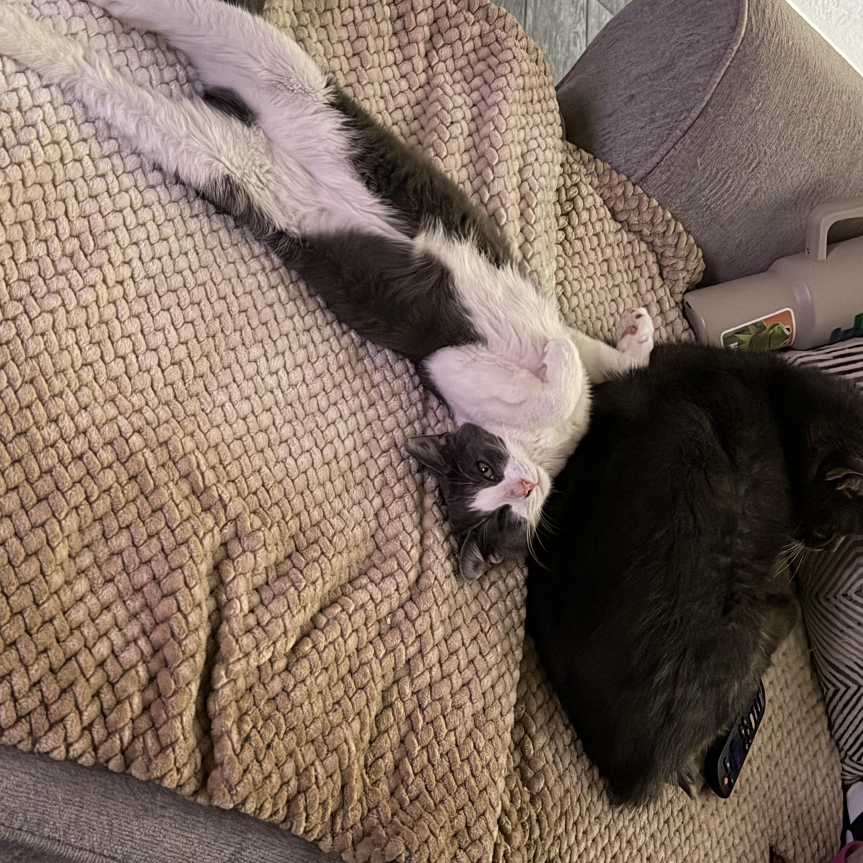 Enlarge Rex, a ADOPTABLE Domestic Short Hair in Mesquite, TX image 2/6