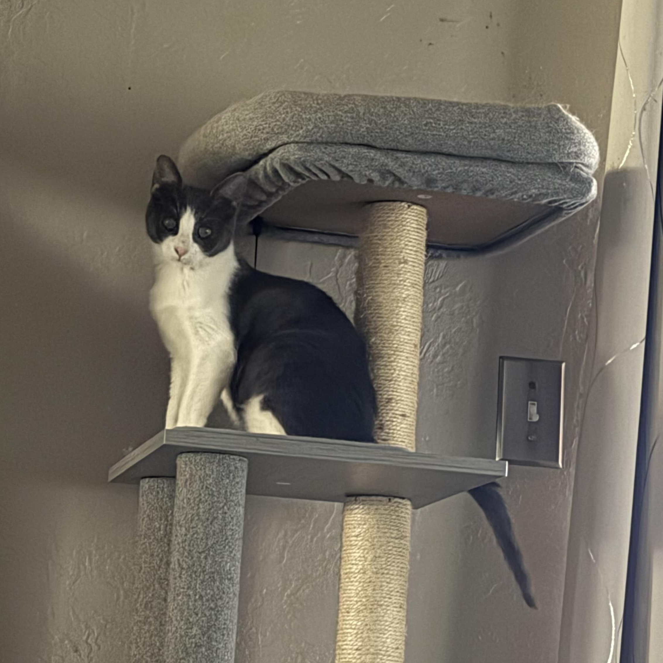 Enlarge Rex, a ADOPTABLE Domestic Short Hair in Mesquite, TX image 4/6