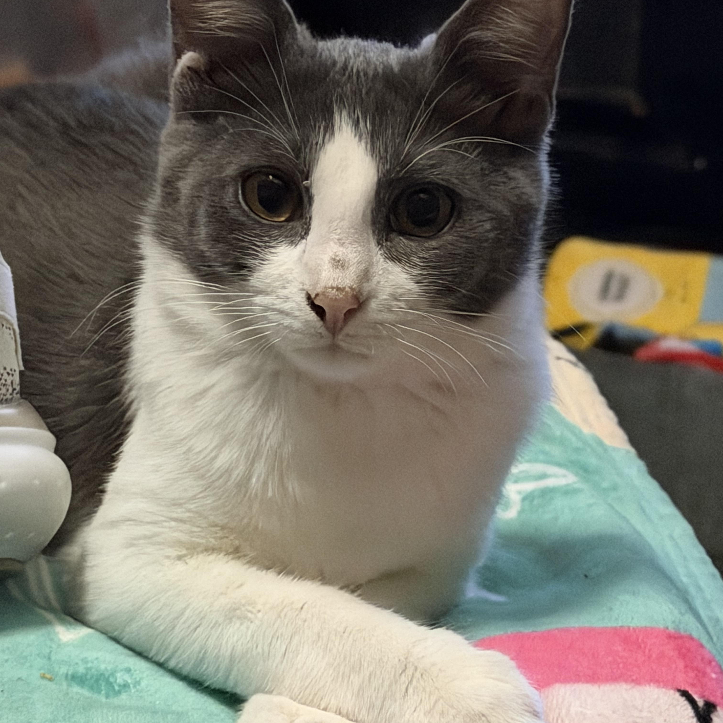 Rex, ADOPTABLE, Kitten Male Domestic Short Hair.