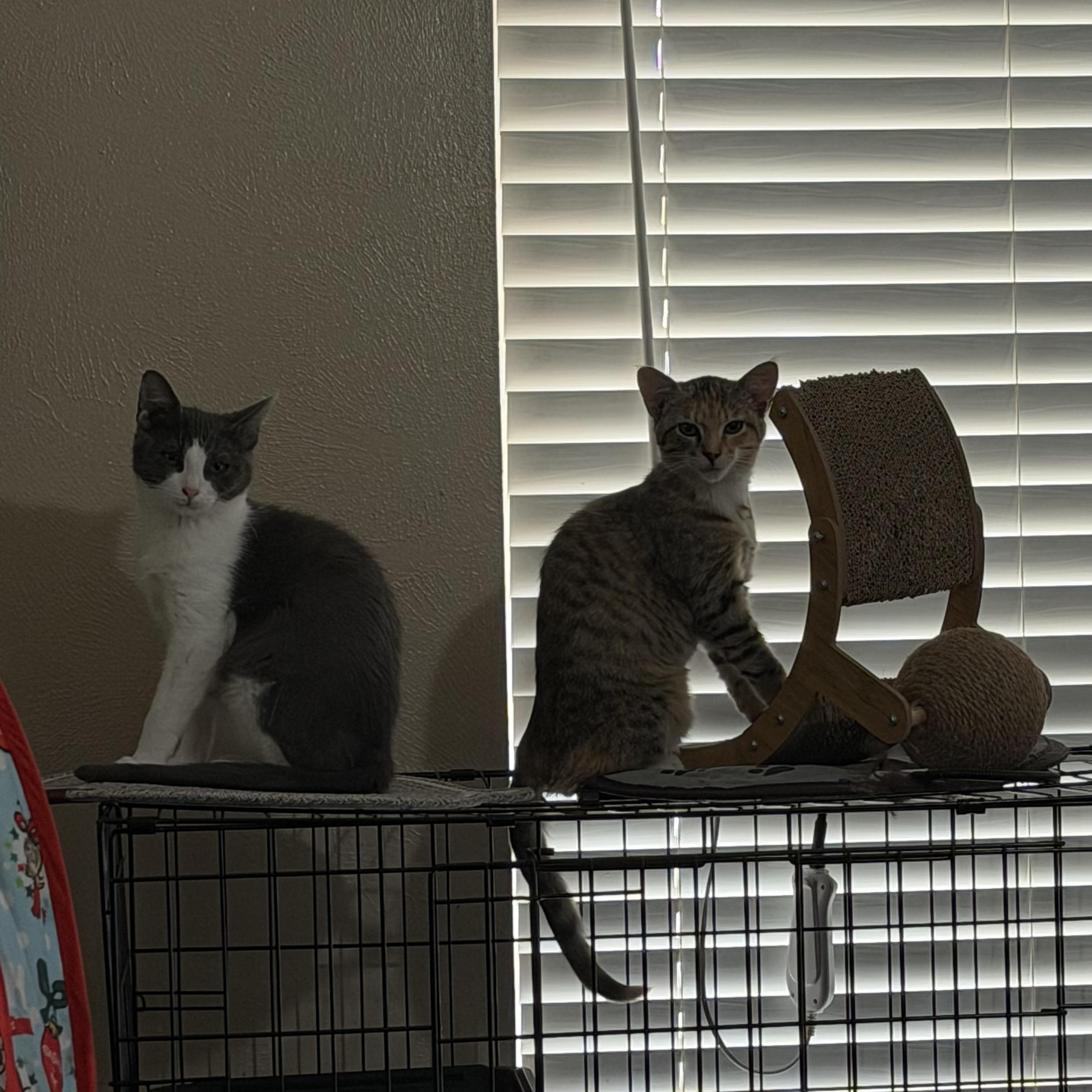 Enlarge Rex, a ADOPTABLE Domestic Short Hair in Mesquite, TX image 5/6