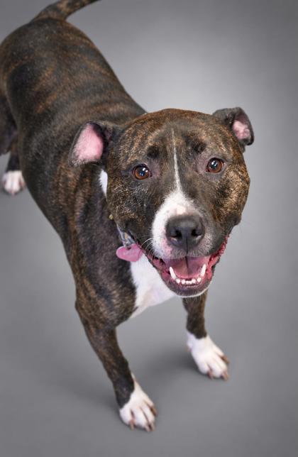 Enlarge Sammie Mae, a Adoptable mixed breed in Bowling Green, KY image 1/1